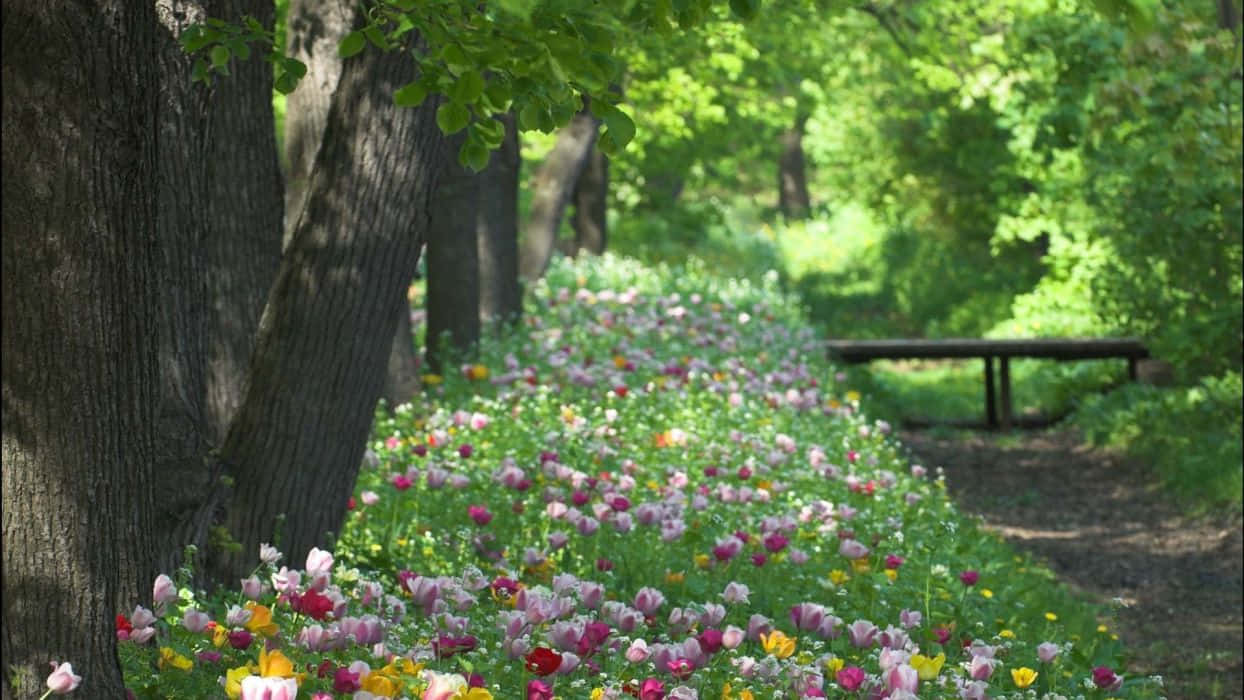 Spring Park, wooden bench, sunlit forest path, SD Desktop Wallpaper