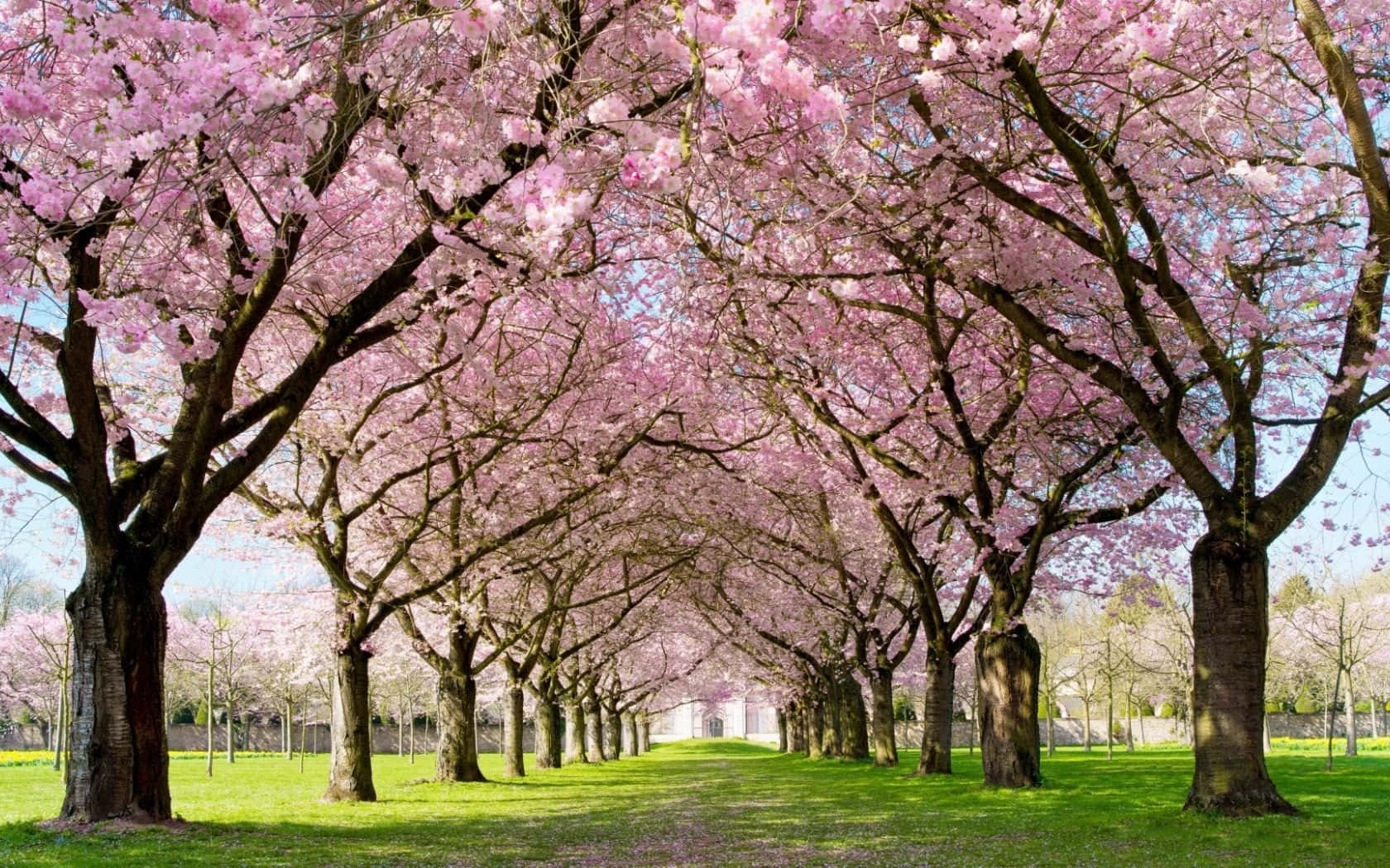 Spring Park, cherry trees, pink canopy, HD Desktop Wallpaper