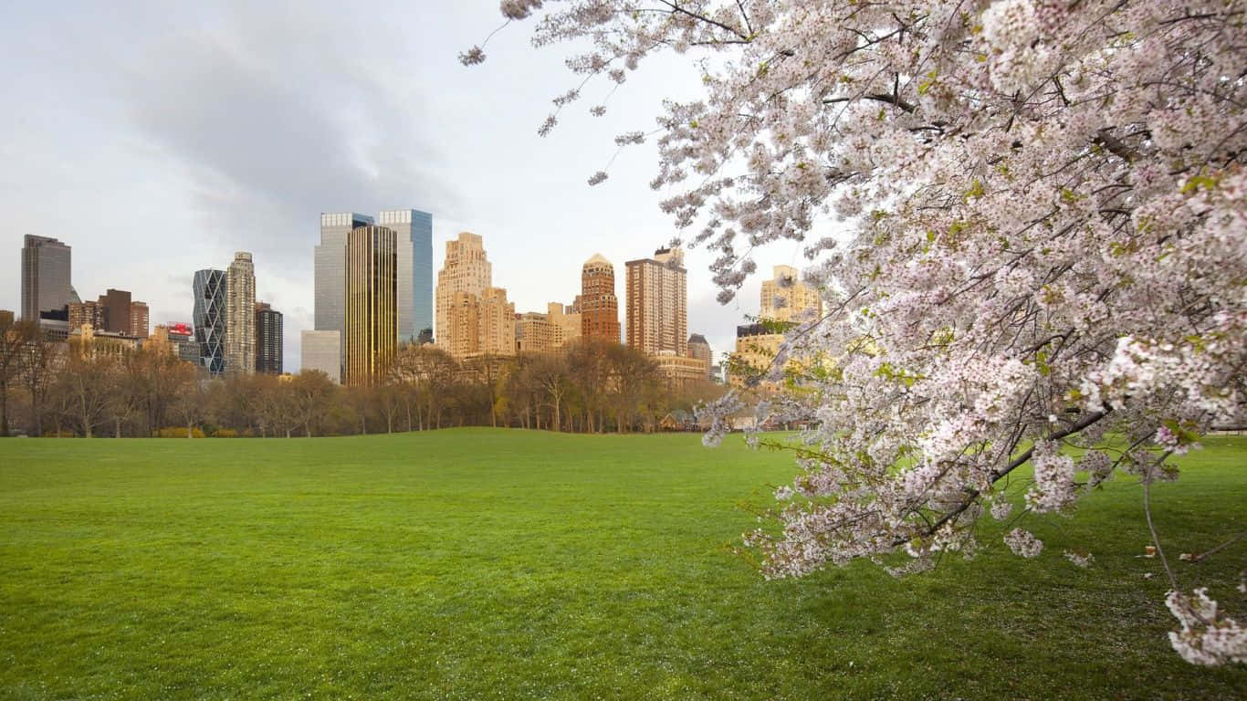 Spring Park, cherry blossoms, vibrant green lawn, HD Desktop Wallpaper
