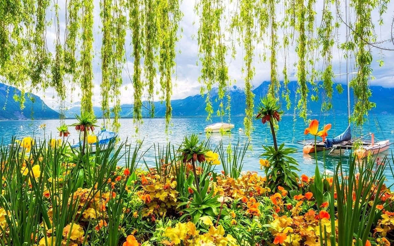 Spring Park, vibrant yellow flowers, lush green willow branches, HD Desktop Wallpaper