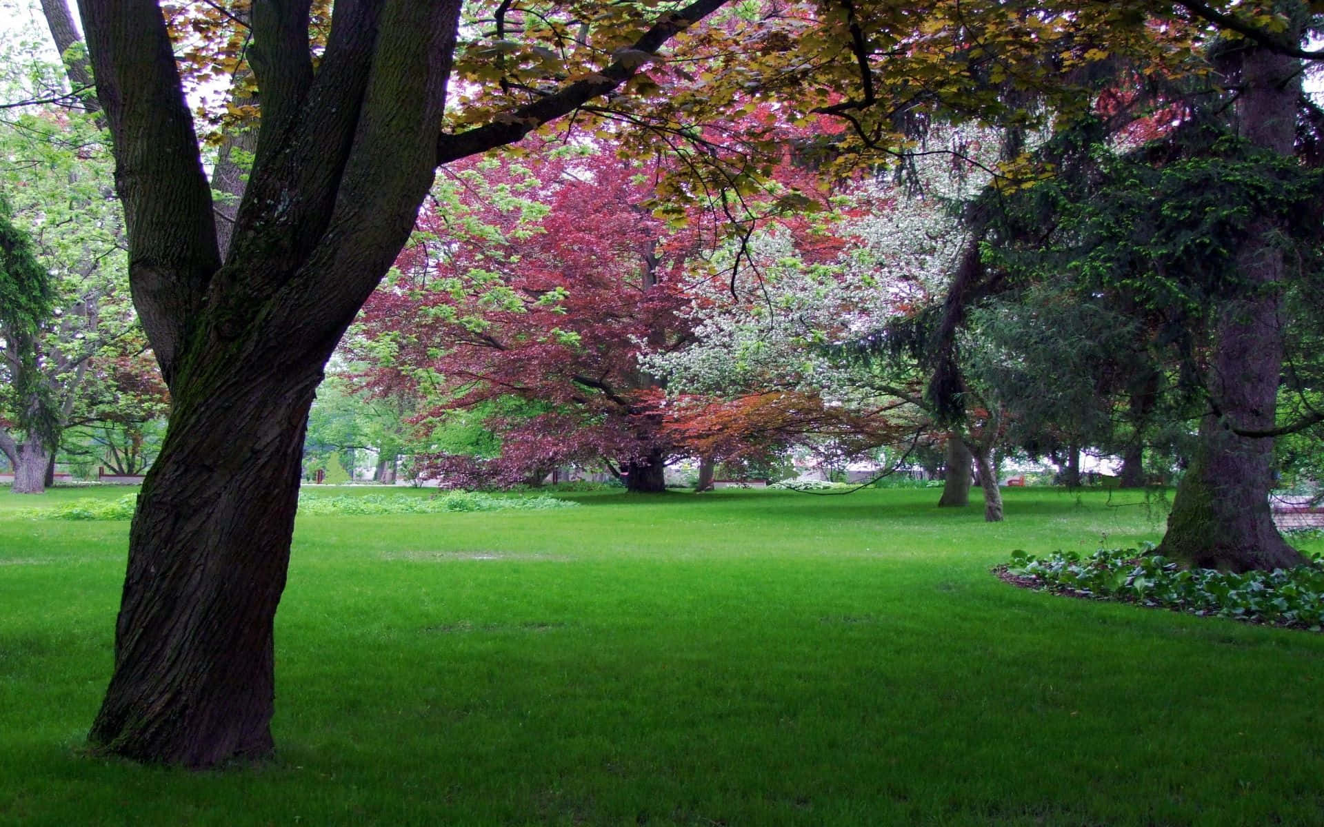 Spring Park, vibrant green grass, towering trees, Full HD Desktop Wallpaper