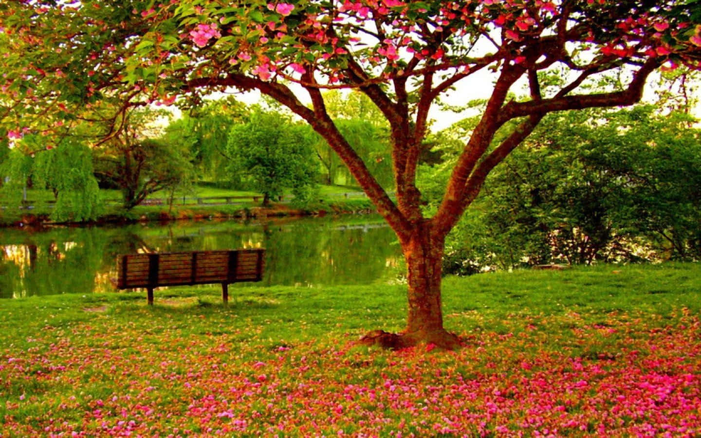 Spring Park, wooden bench, blossoming pink tree, HD Desktop Wallpaper
