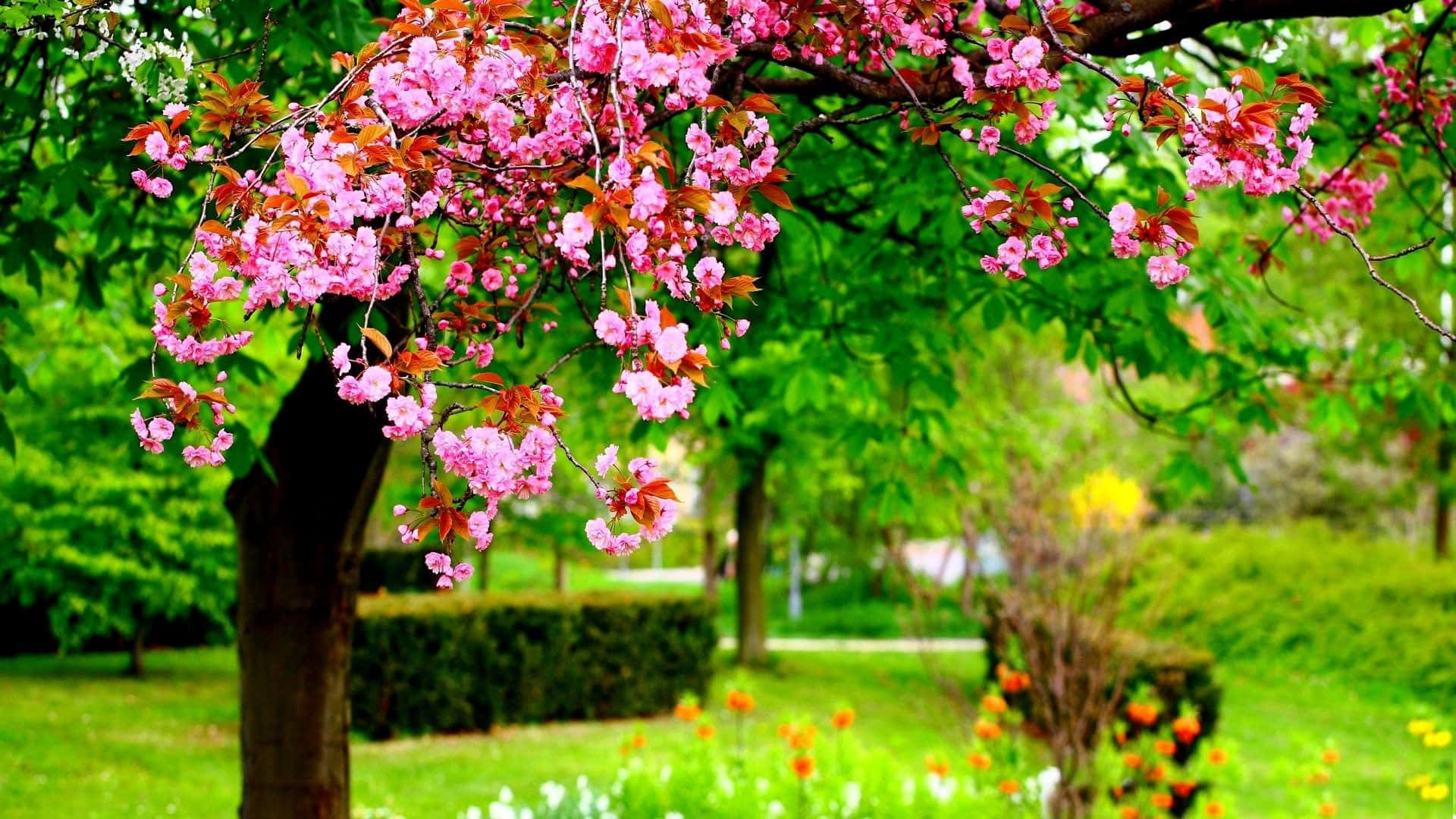 Spring Park, pink cherry blossoms, tree branch, Full HD Desktop Wallpaper