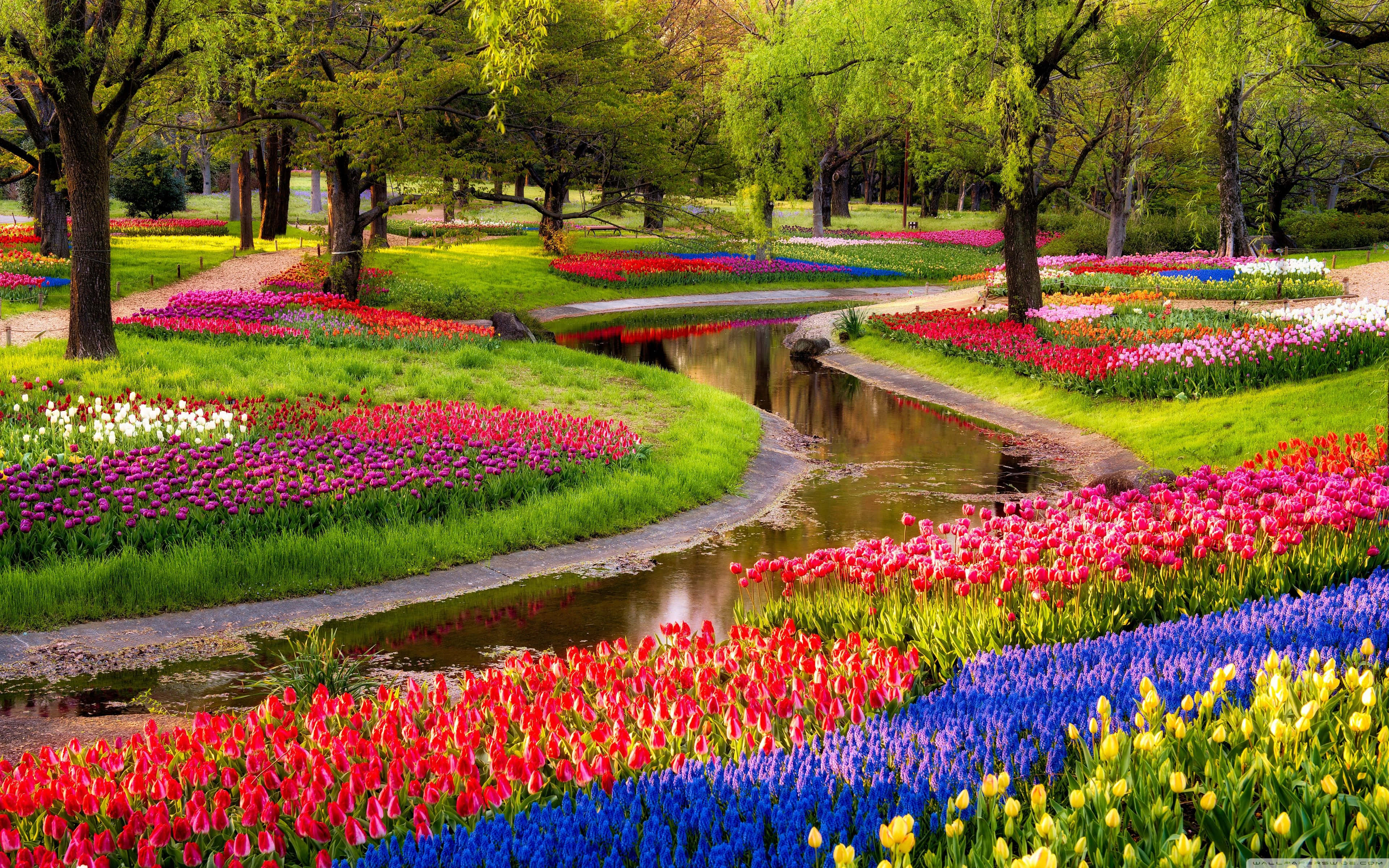 Spring Park, blossoming trees, green grass, 4K Desktop Wallpaper