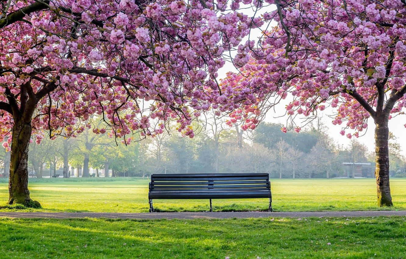 Spring Park, black bench, vibrant pink cherry blossoms, HD Desktop Wallpaper