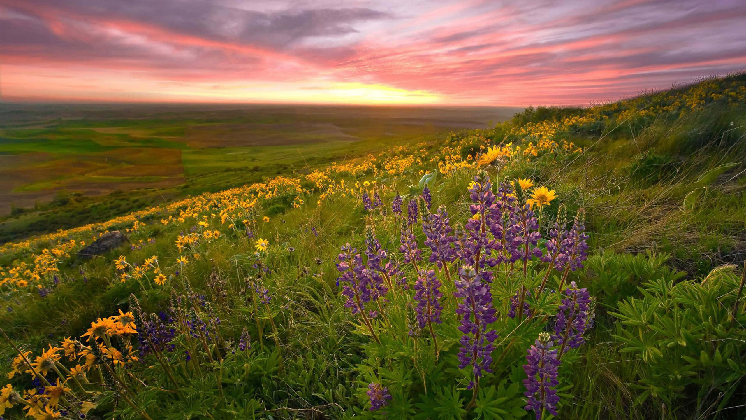 Spring Outdoors, purple and yellow wildflowers, grassy hillside, 2K Desktop Wallpaper