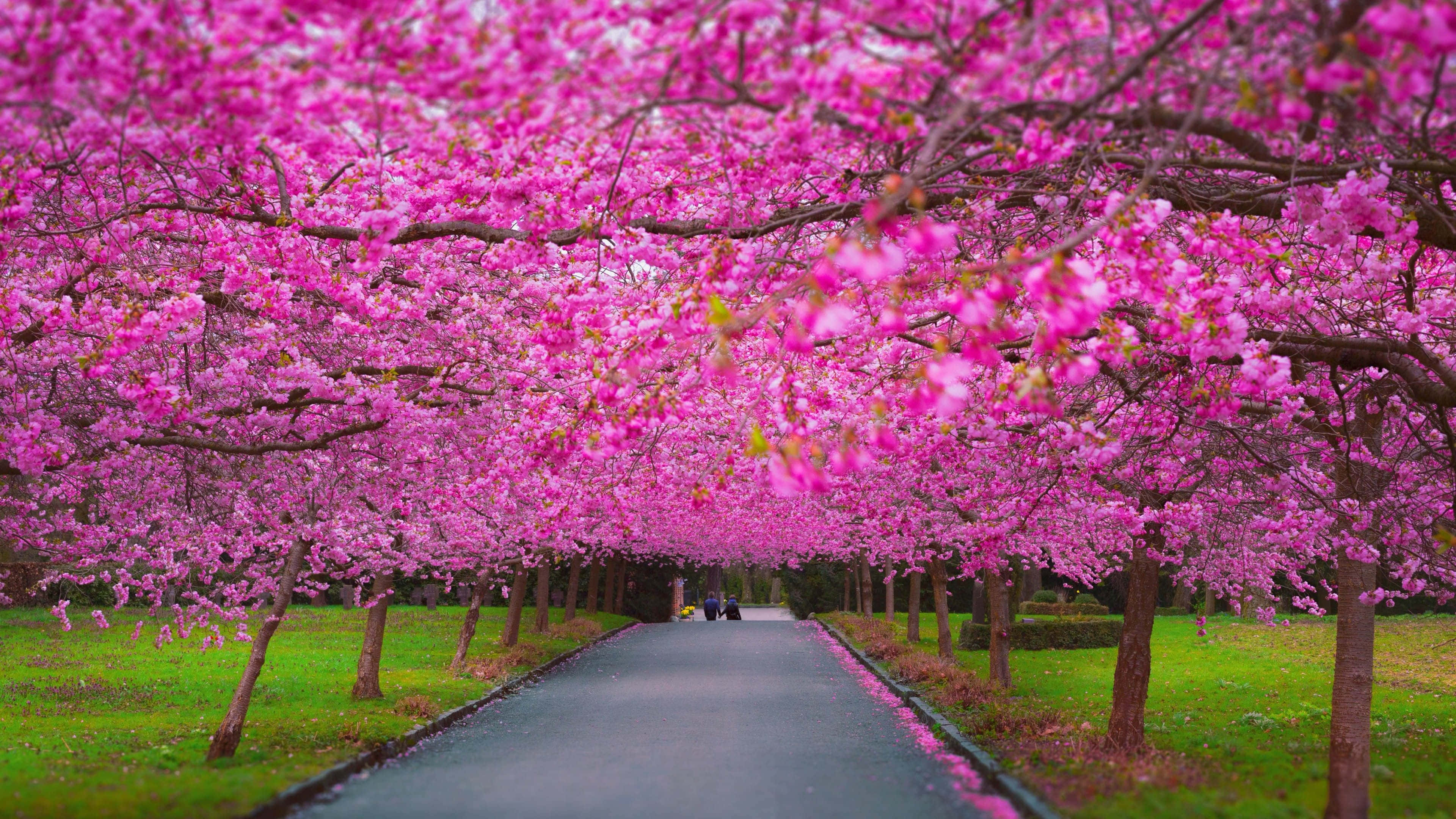 spring trees, pink cherry blossoms, winding path, 4K Desktop Wallpaper