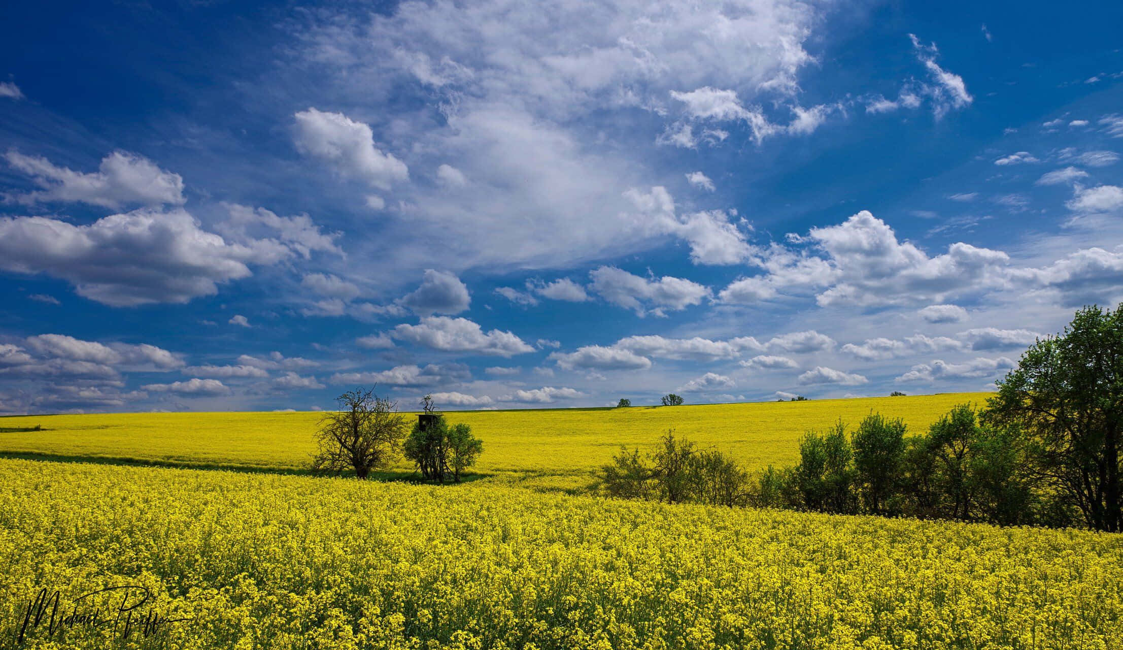 spring weather 2213, golden canola field, brilliant blue sky, Full HD Desktop Wallpaper