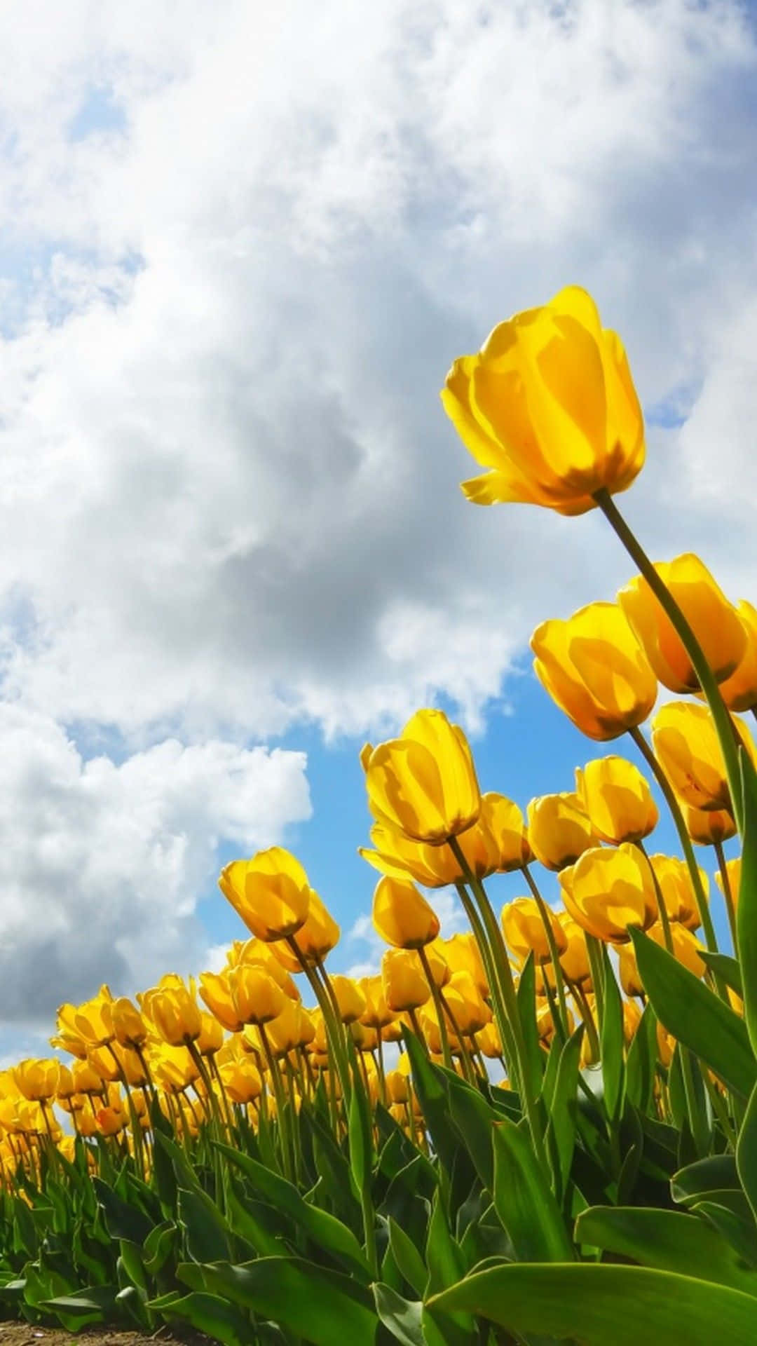 Spring Sunshine in a Blooming Park, vibrant yellow tulips, bright blue sky, Full HD Phone Wallpaper