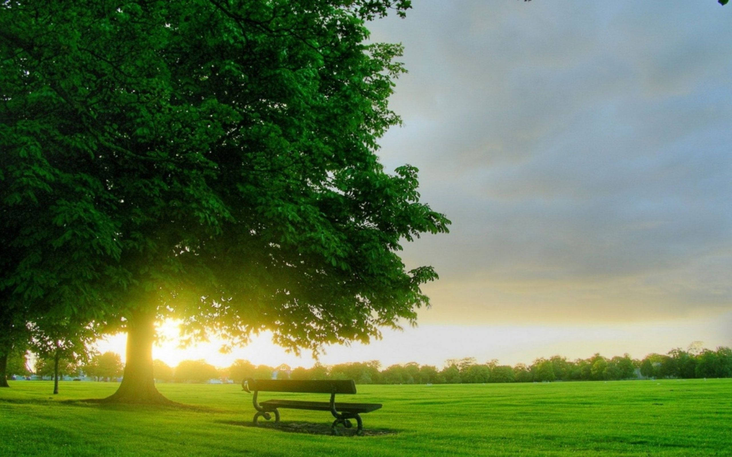 bench, park, spring, 2K Desktop Wallpaper