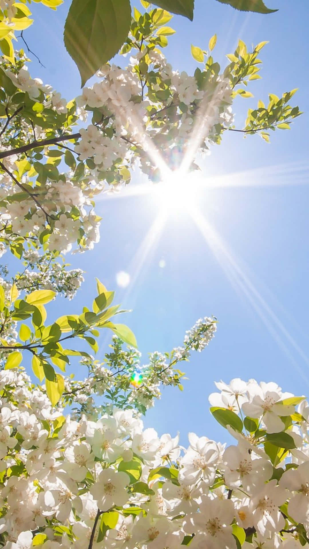 Spring Park, Sunlight, white blossoms, Full HD Phone Wallpaper