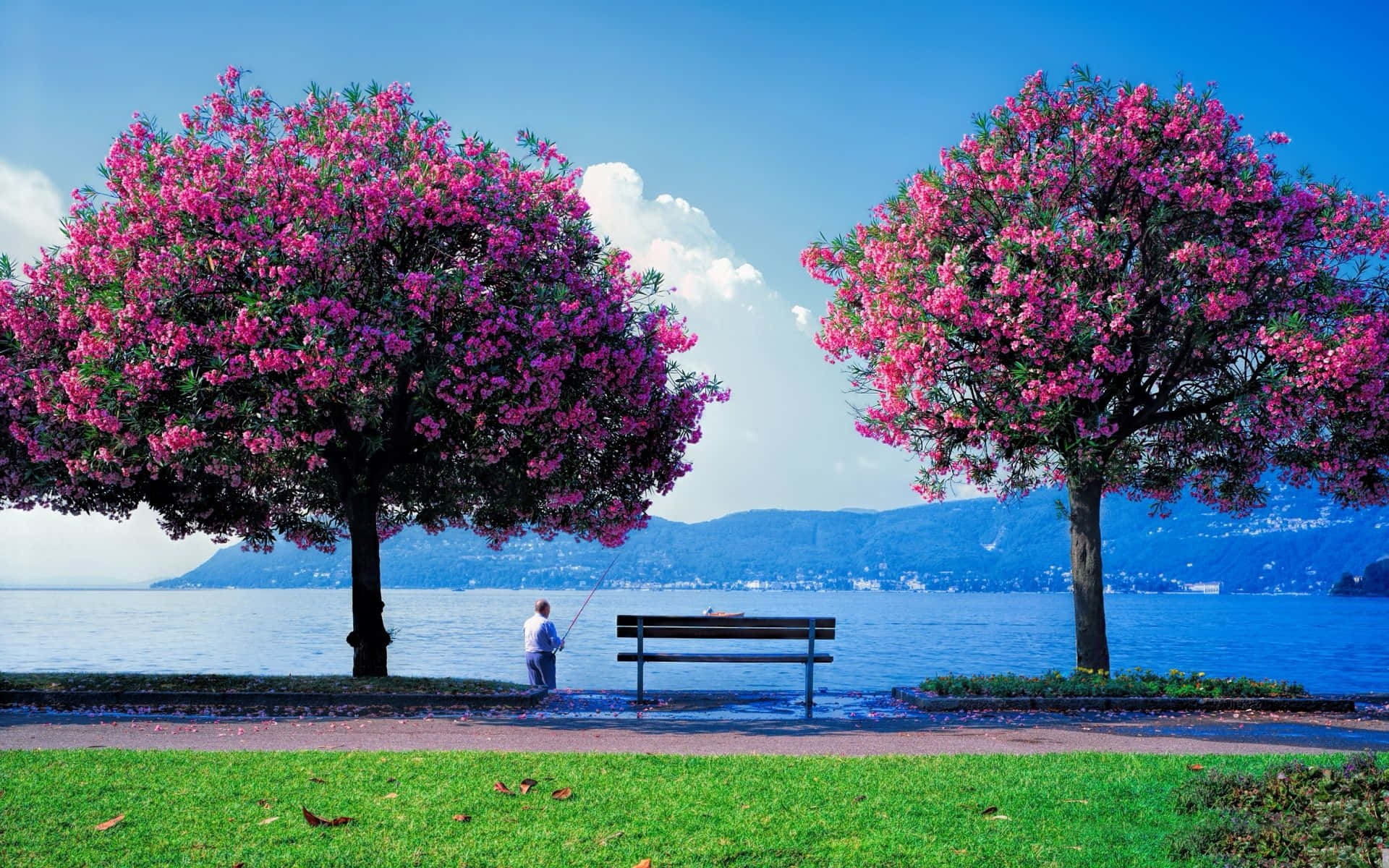 Spring Park, lakeside path, vibrant pink flowering trees, Full HD Desktop Wallpaper
