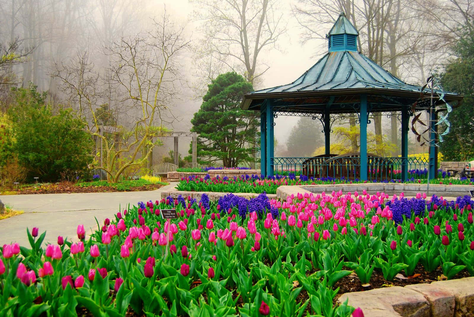 Spring Park, blue gazebo, vibrant pink and purple tulips, HD Desktop Wallpaper