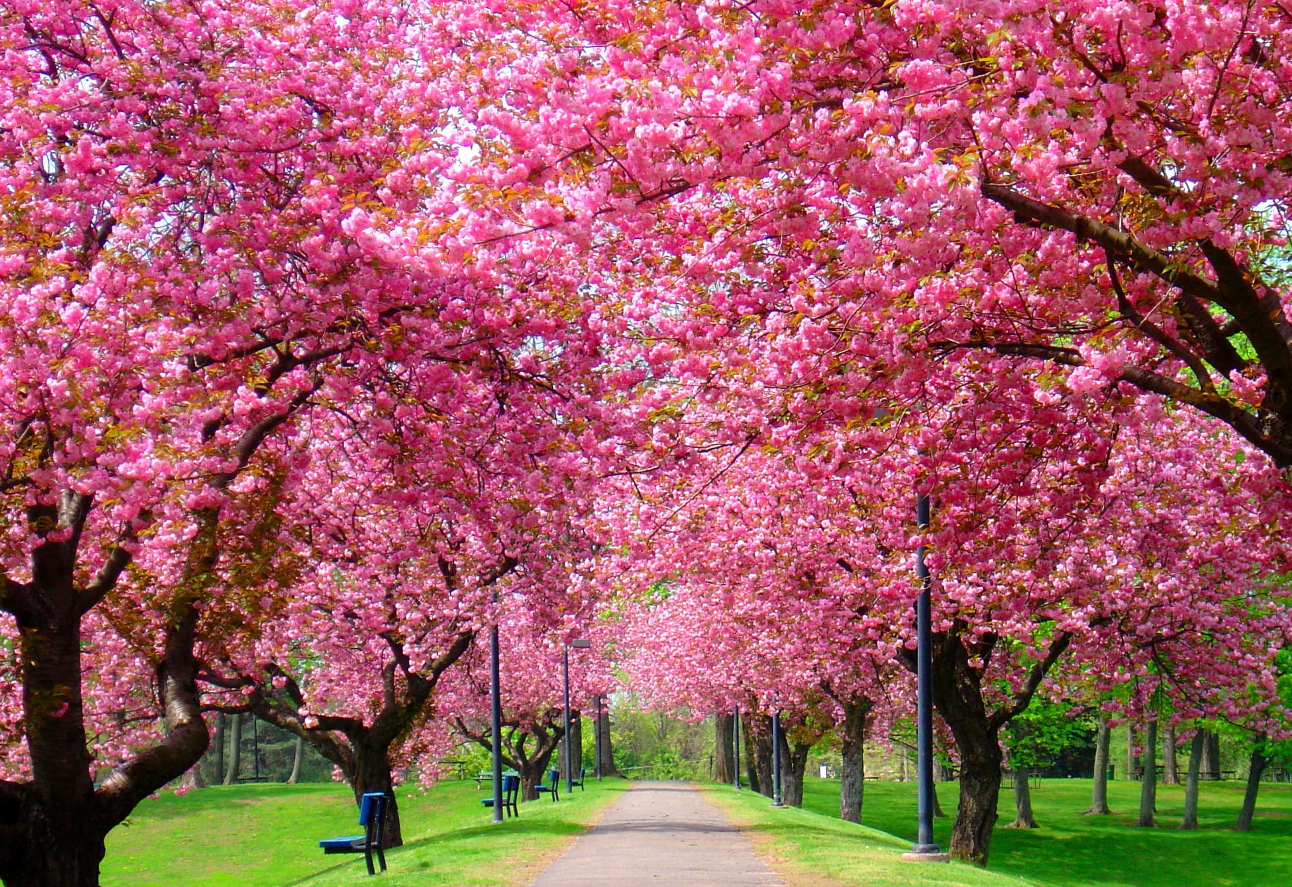 spring trees, pink cherry blossoms, lush green park, Full HD Desktop Wallpaper