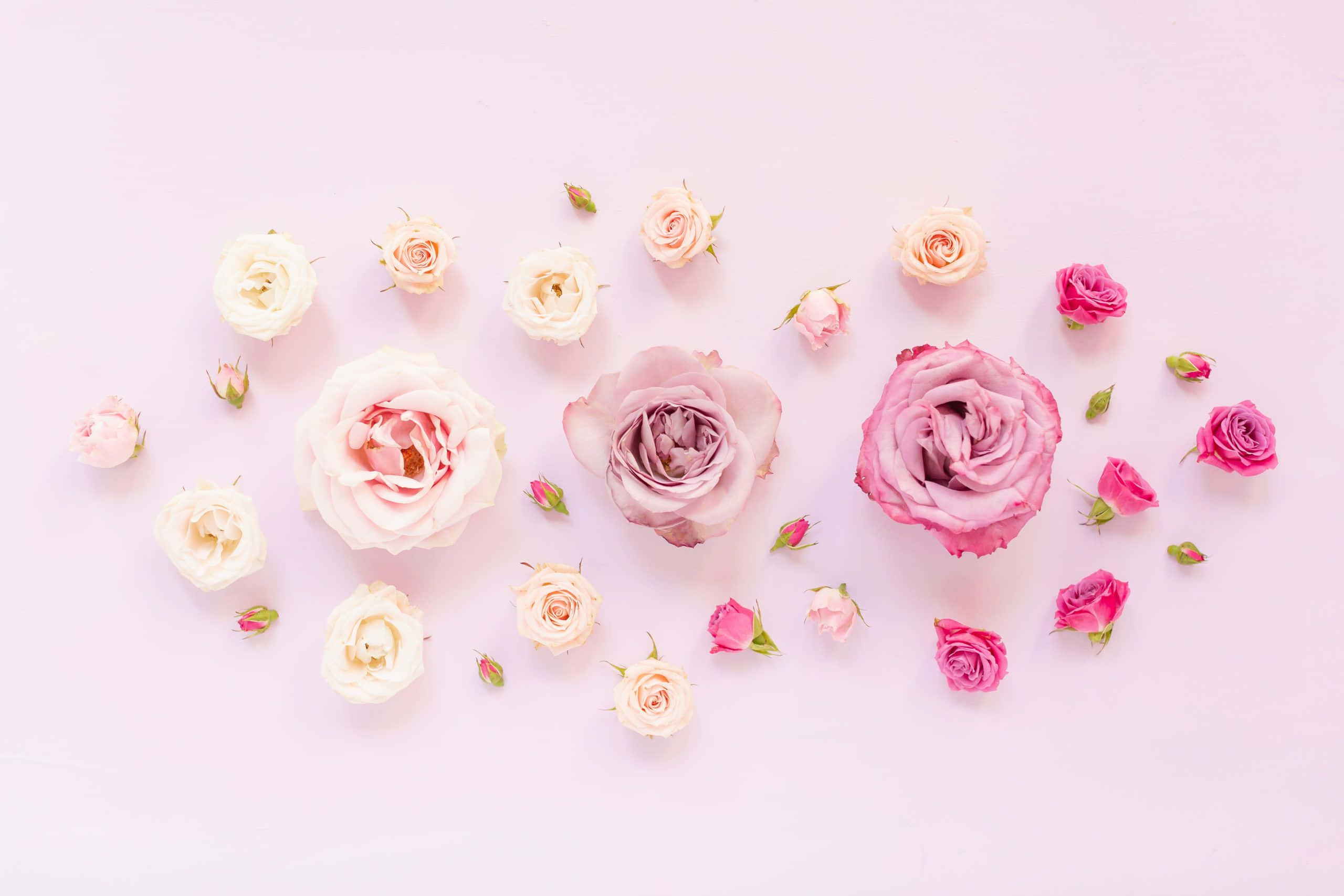 Spring Pastel, pink and white roses, pastel pink background, 2K Desktop Wallpaper