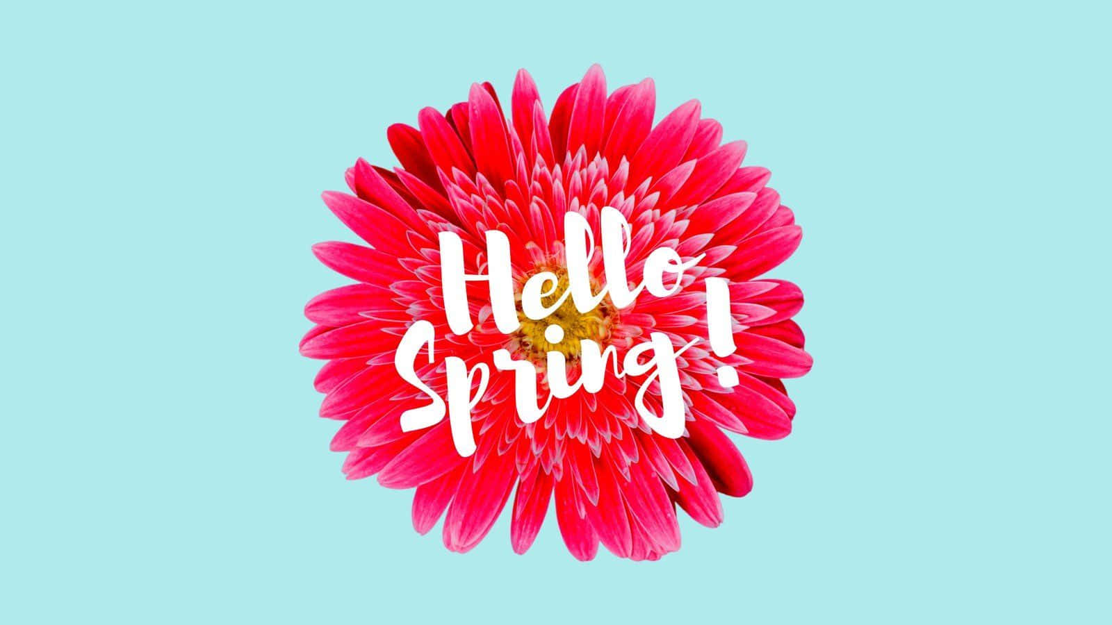 Spring Pastel, pink gerbera daisy, soft blue background, HD Desktop Wallpaper