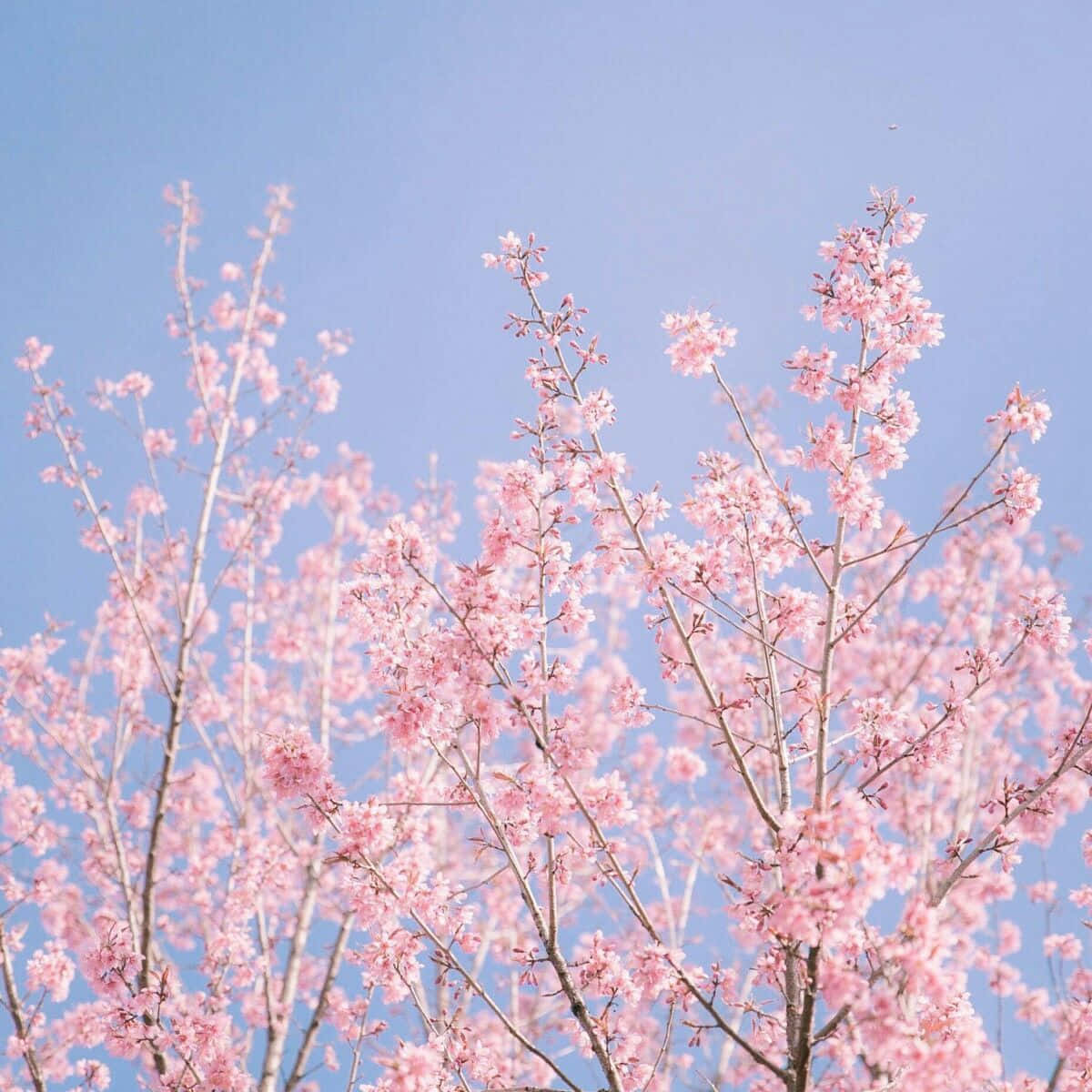 Spring Pastel, pink cherry blossoms, clear blue sky, SD Desktop Wallpaper