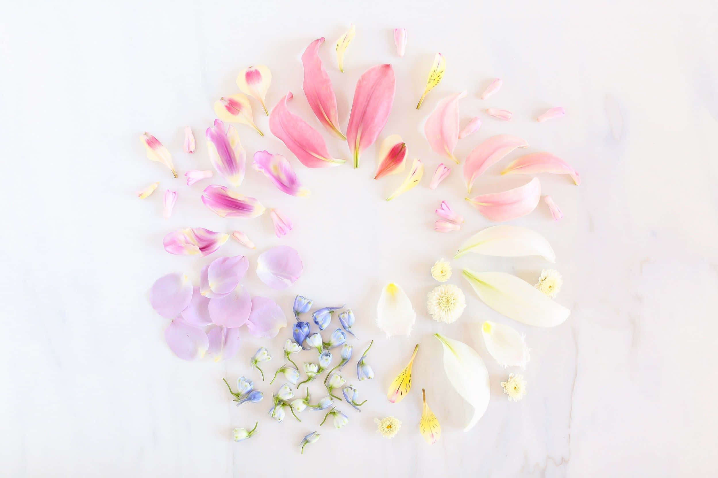 Spring Pastel, pastel-colored spring garden, soft pastel flower petals, Full HD Desktop Wallpaper