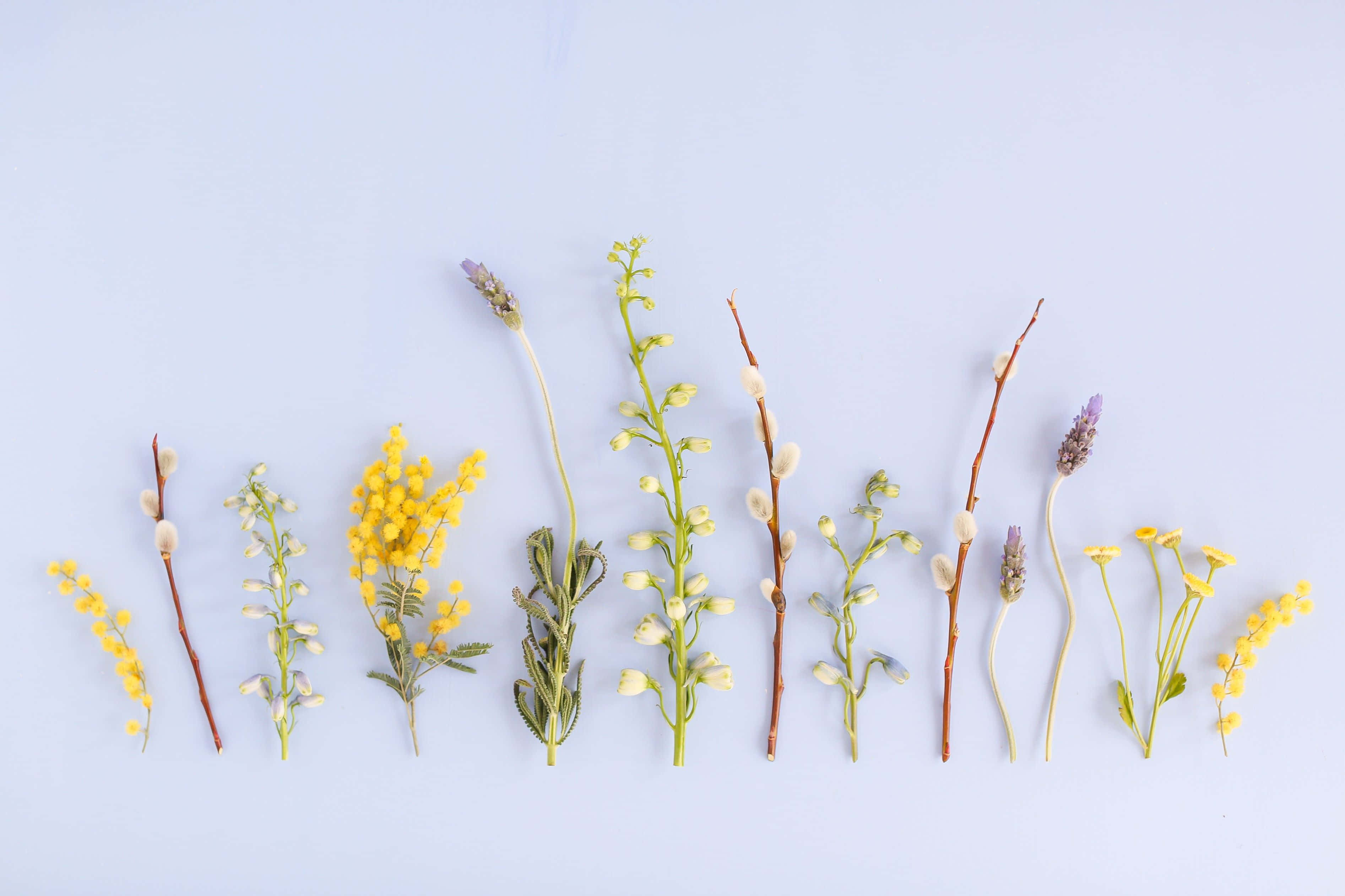 Spring Pastel, pastel blue, dried flowers, 2K Desktop Wallpaper