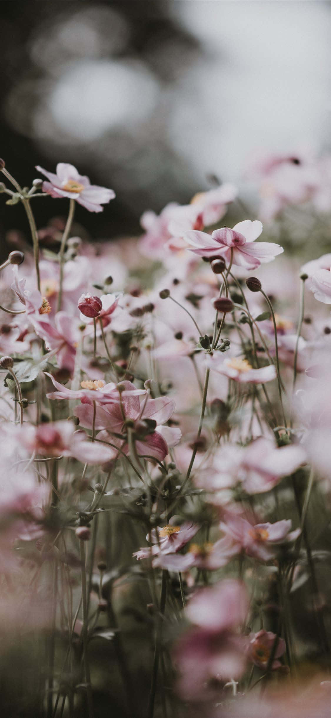 Spring Pastel, soft pink cosmos flowers, muted green stems, Full HD Phone Wallpaper