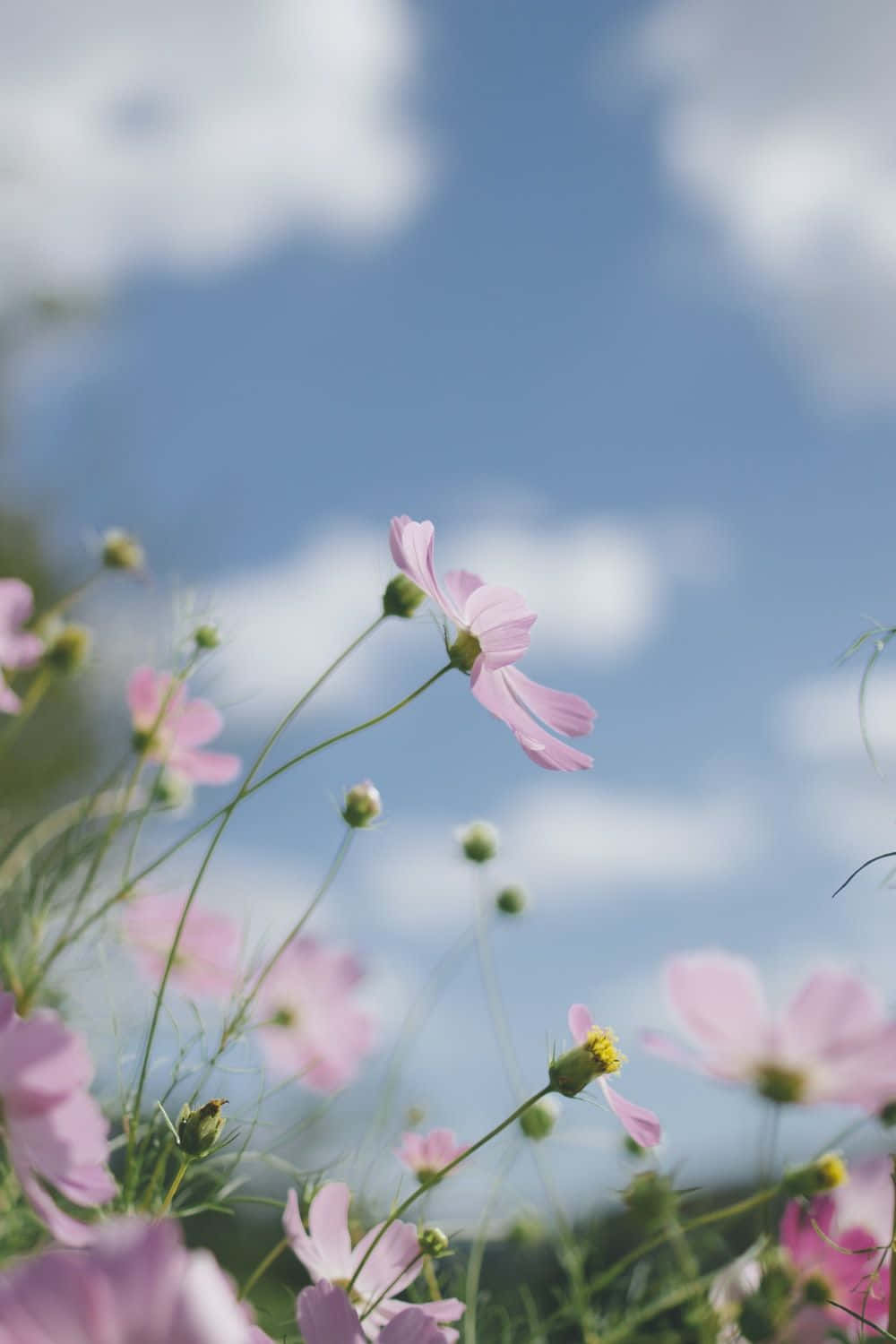 Spring Pastel, soft pink cosmos flowers, bright blue sky, HD Phone Wallpaper