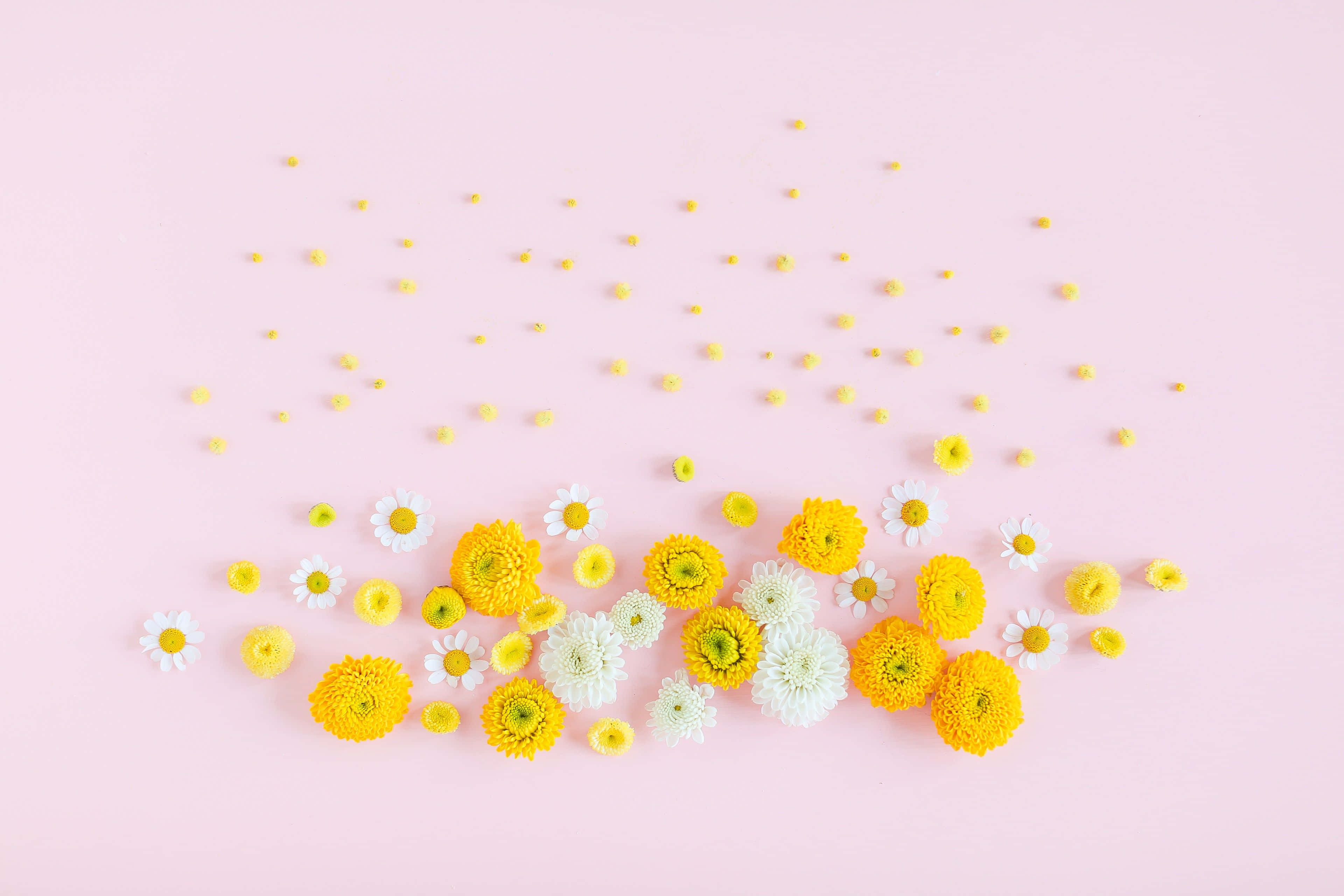 Spring Pastel, yellow daisies, white chrysanthemums, 4K Desktop Wallpaper