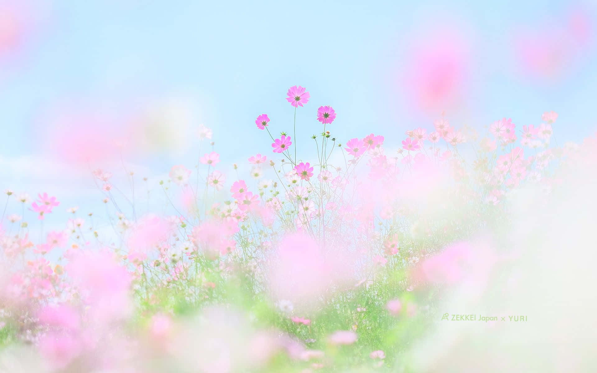 Spring Pastel, soft pink cosmos flowers, dreamy field, Full HD Desktop Wallpaper