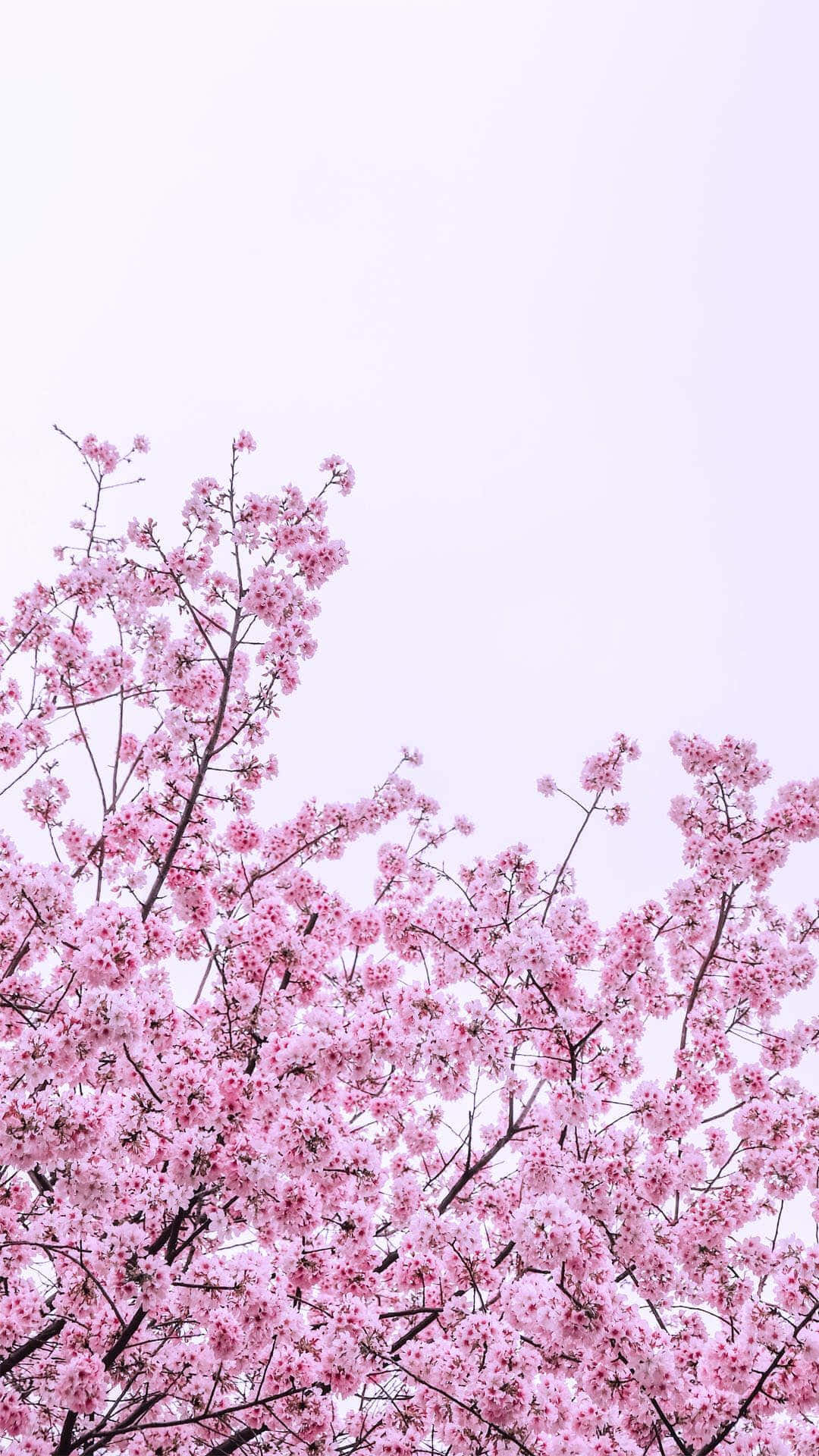 Spring Pastel, pink cherry blossoms, dark branches, Full HD Phone Wallpaper