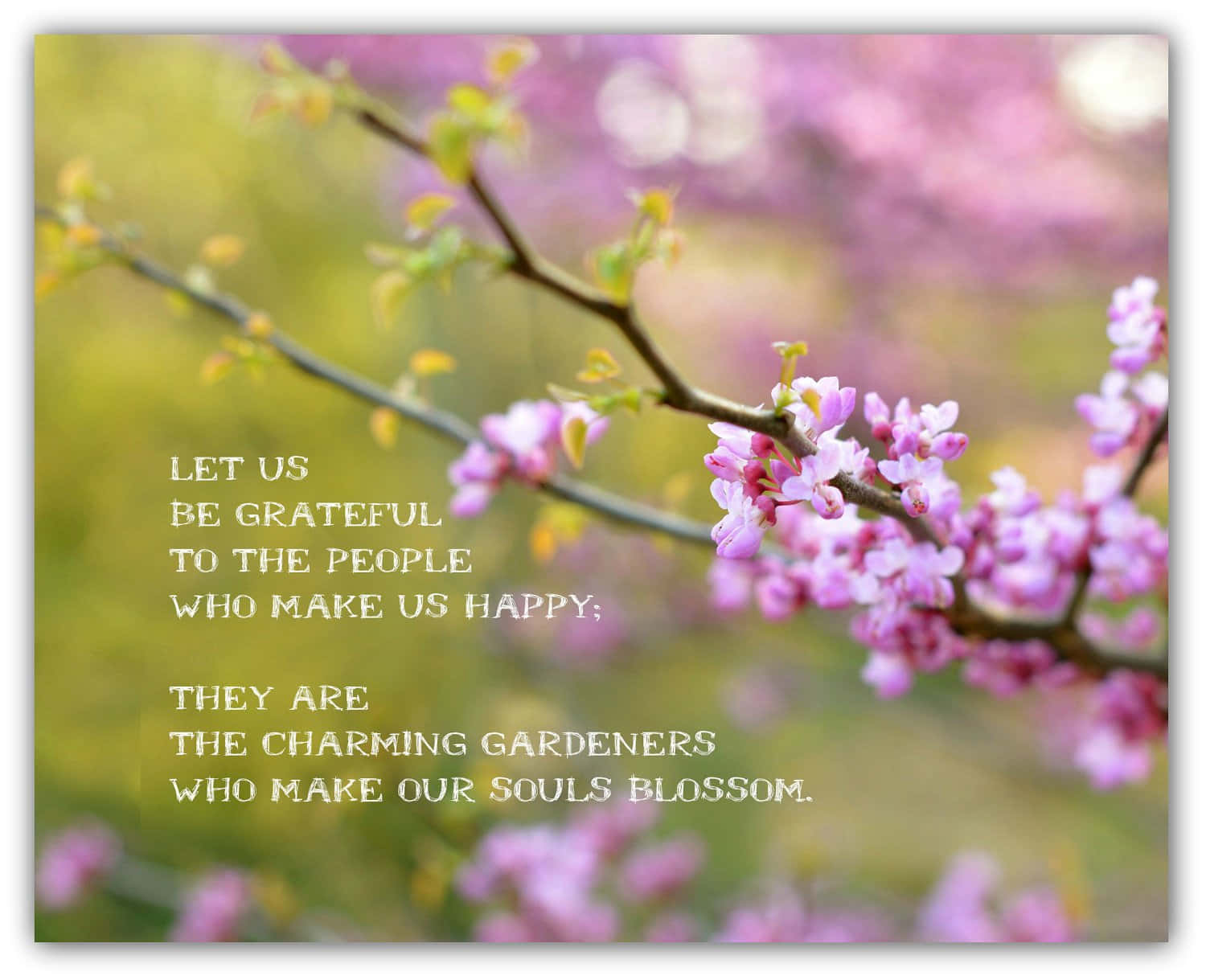 pink blossoms, branch, poetic quote, HD Desktop Wallpaper