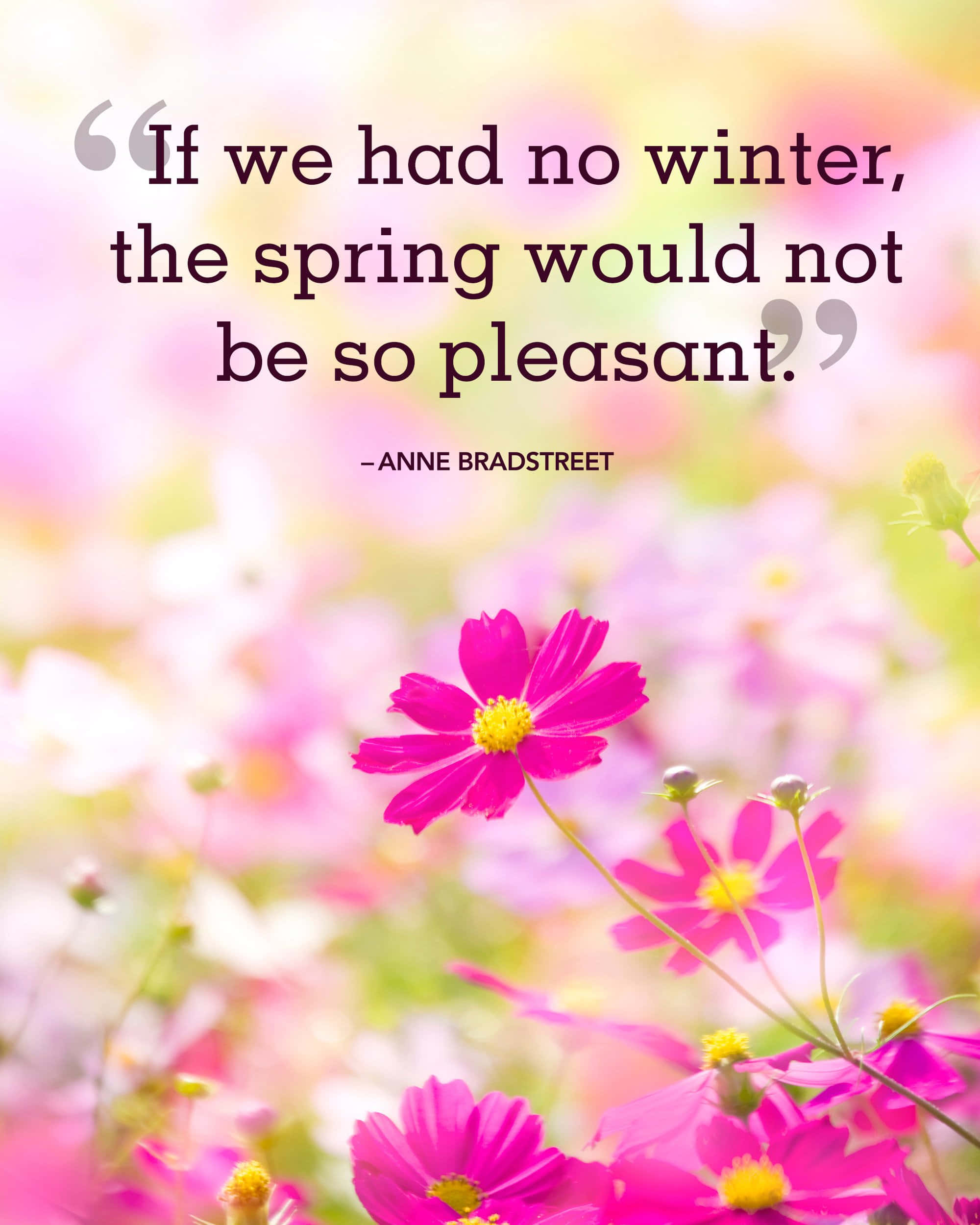 Spring Quotes, 2000 x 2500 wallpaper, pink cosmos flower, Full HD Phone Wallpaper
