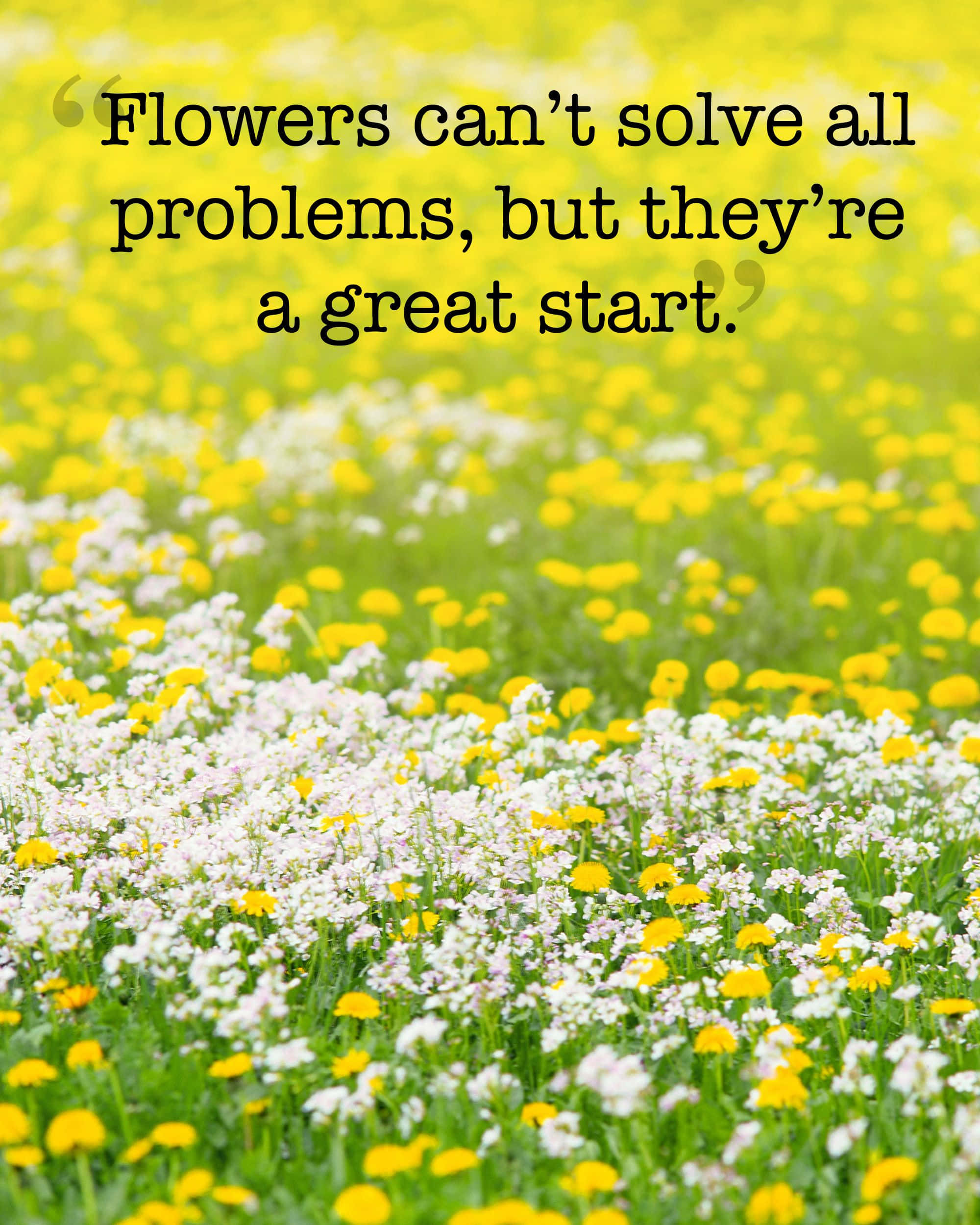 Spring Quotes, yellow and white wildflowers, bright sunlight, Full HD Phone Wallpaper