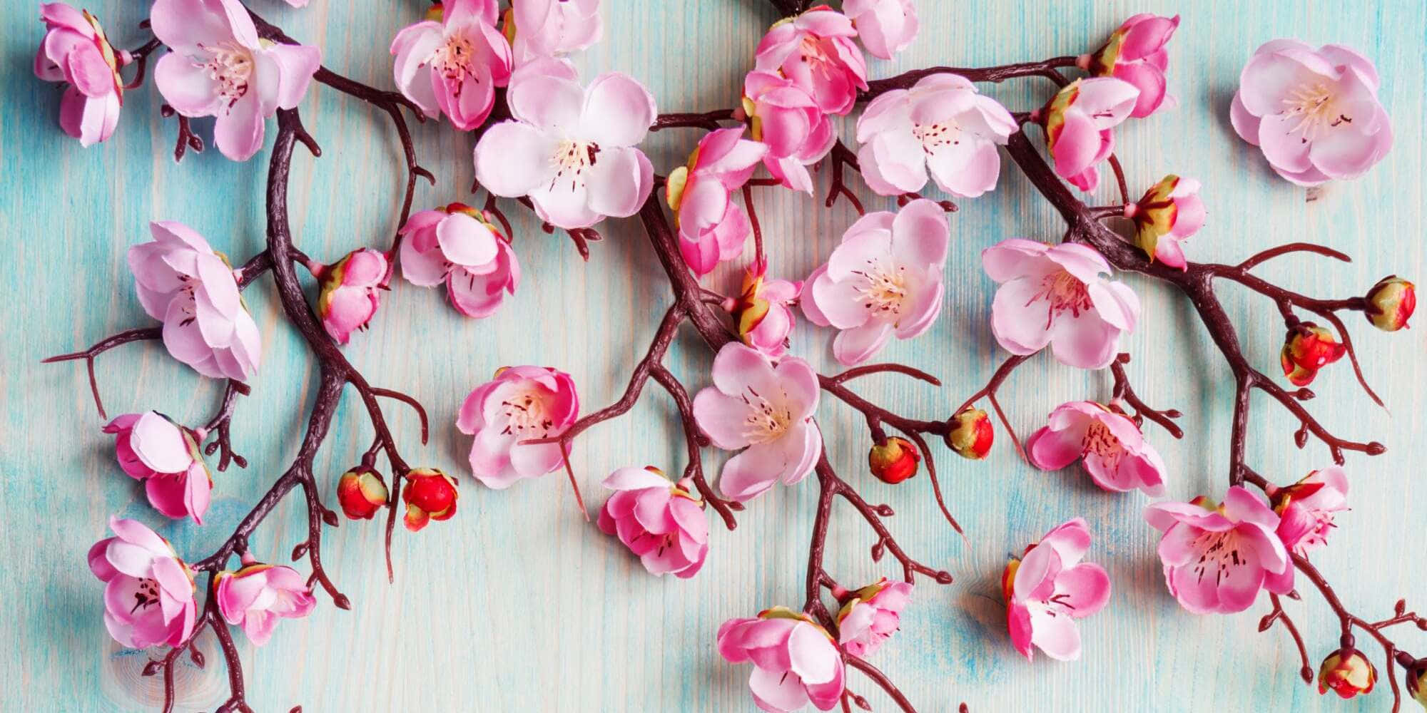 spring quotes, pink cherry blossoms, dark branches, Full HD Desktop Wallpaper