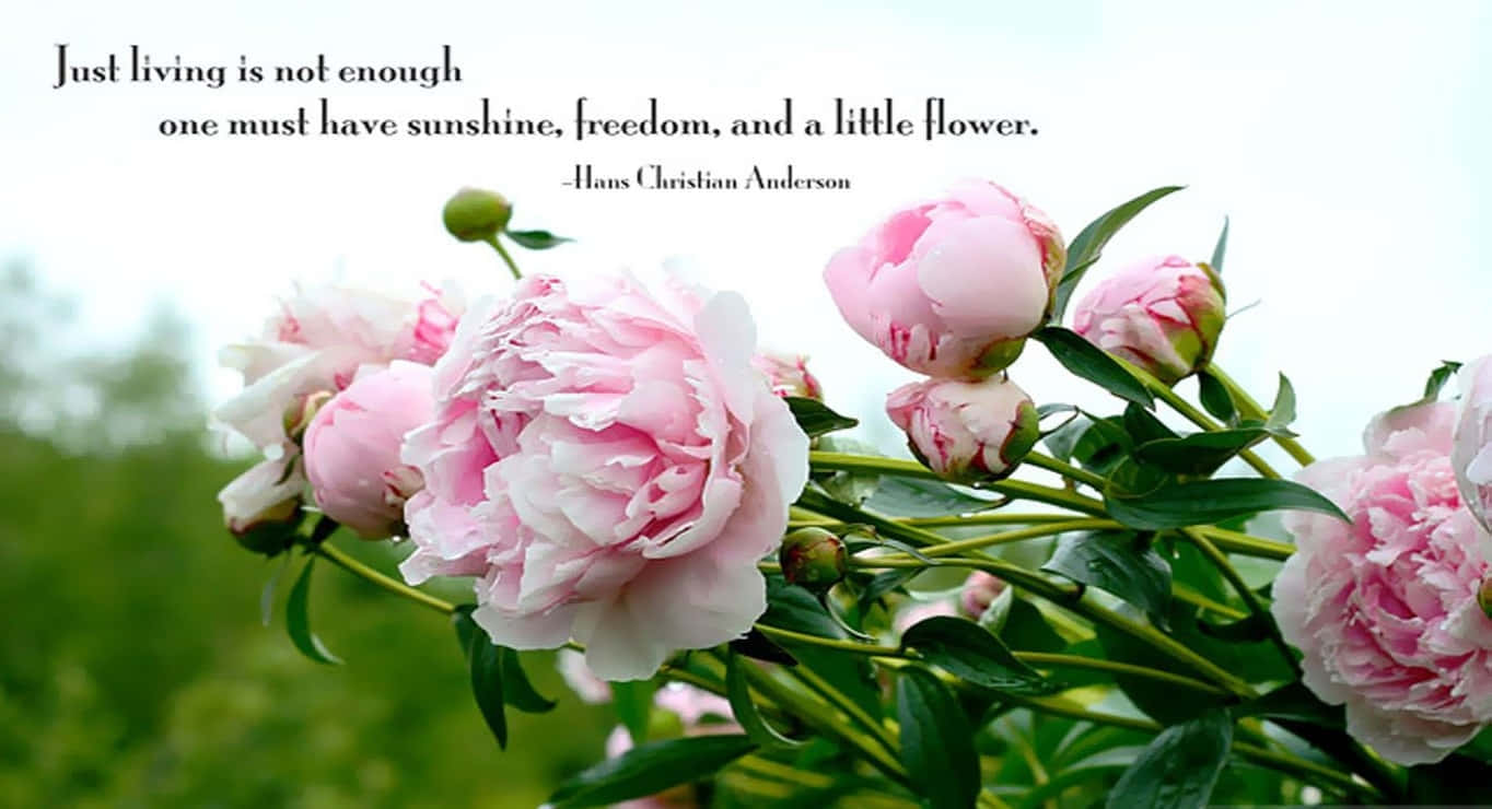 Spring Quotes, soft pink peonies, blurred green field, HD Desktop Wallpaper