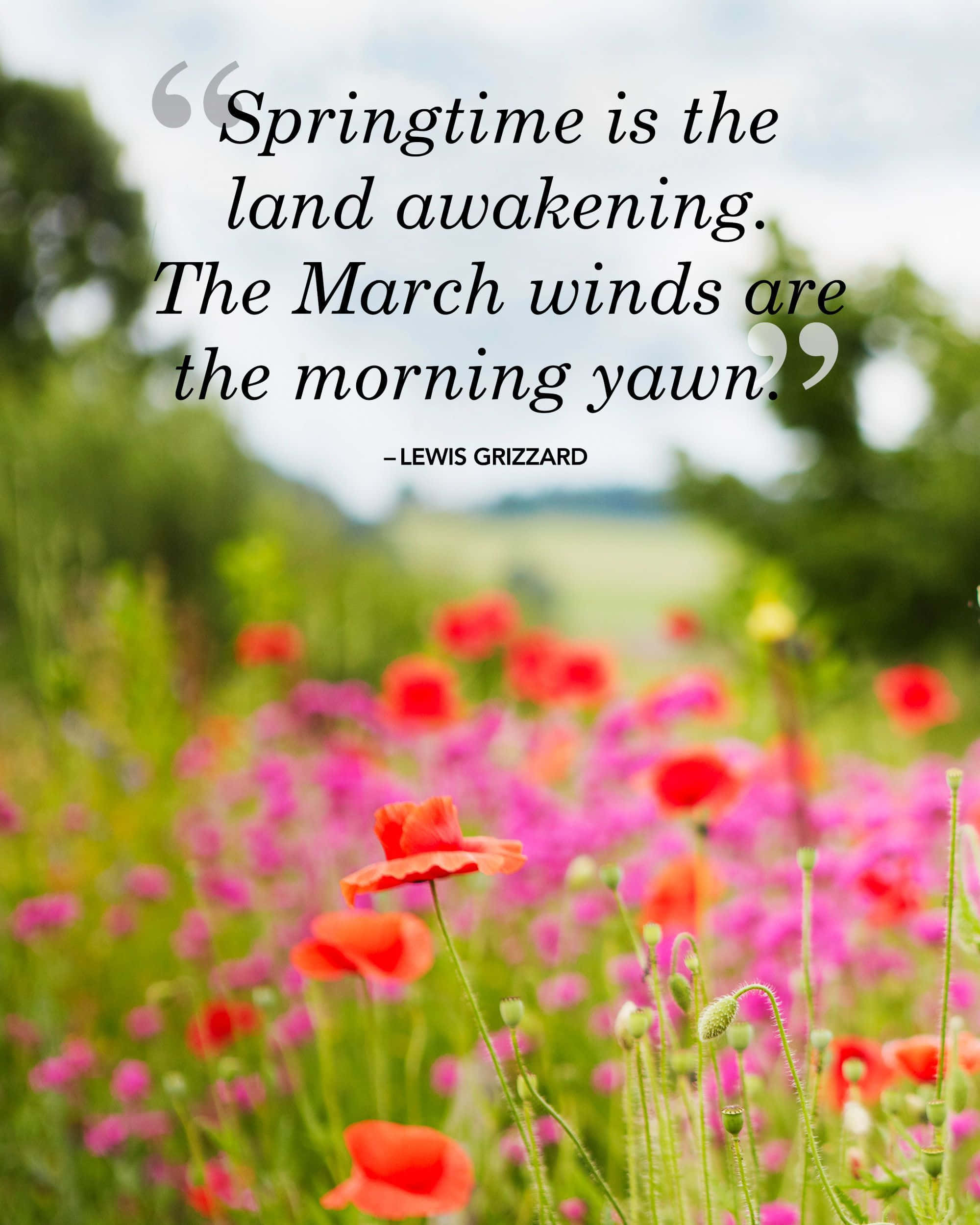 Sunny Spring Scenery, inspirational quote, vibrant red and pink poppies, Full HD Phone Wallpaper