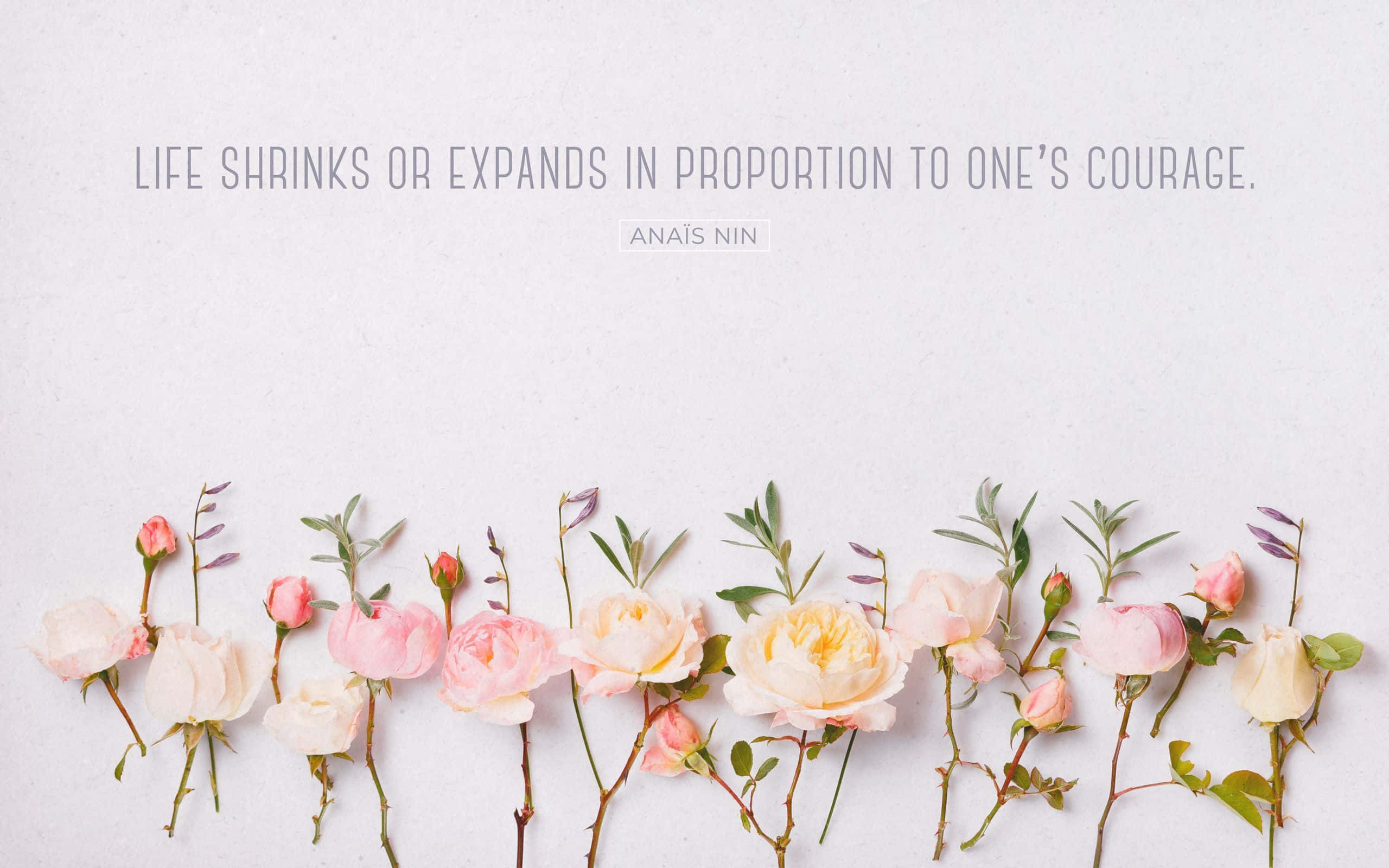soft pink and cream roses, green stems, gentle arc, 2K Desktop Wallpaper