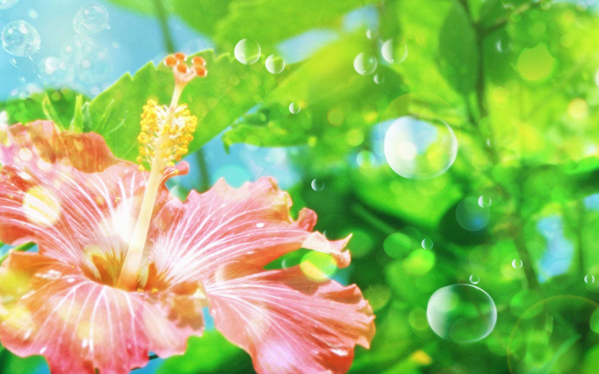 pink hibiscus flower, lush green leaves, floating bubbles, Full HD Desktop Wallpaper