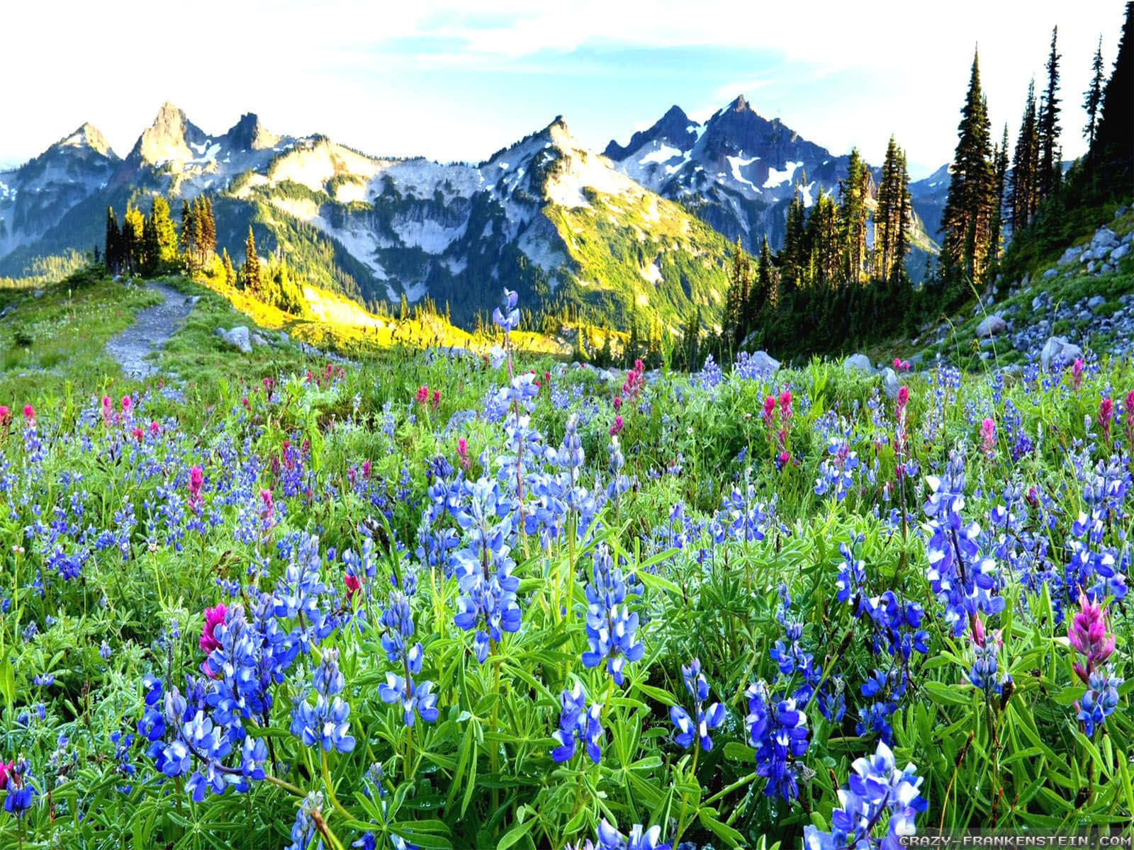 breathtaking spring landscape, vibrant blue and pink wildflowers, sunlit meadow, HD Desktop Wallpaper