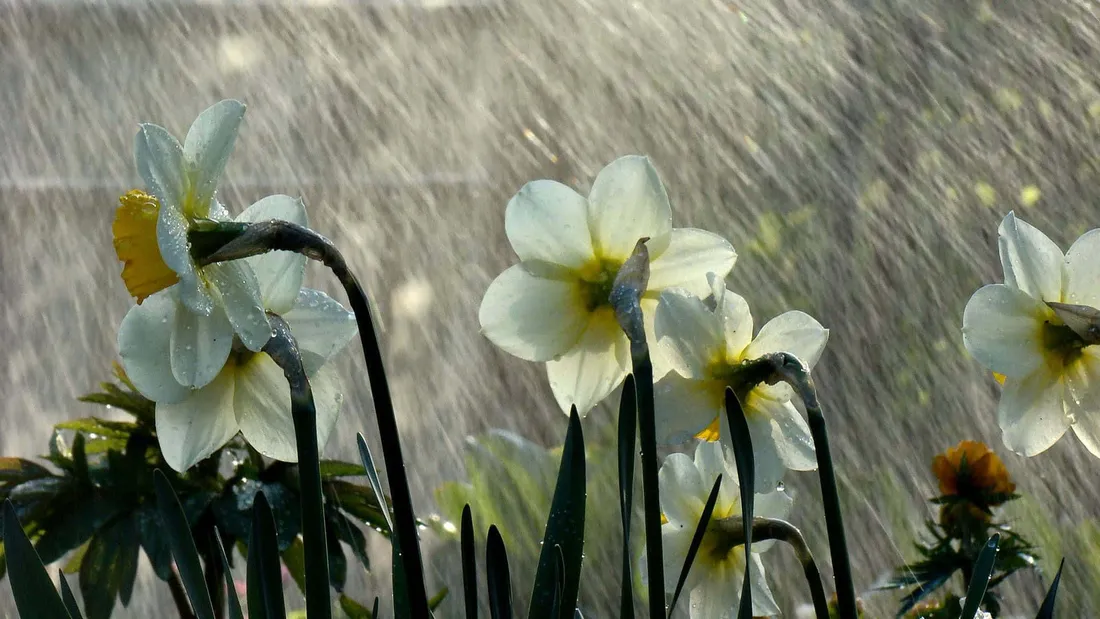 Spring Rain