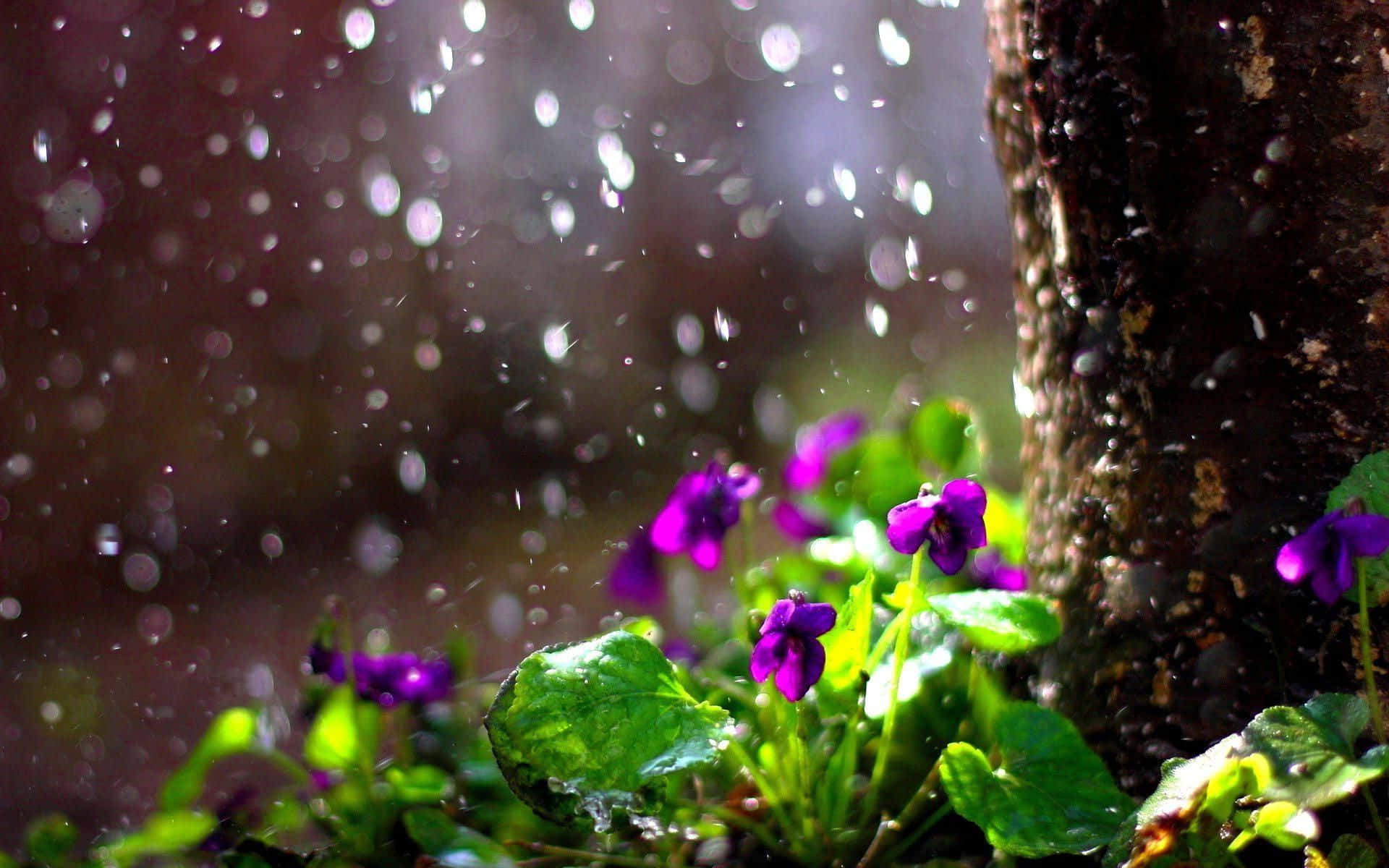 Spring Rain, vibrant purple violets, tree, Full HD Desktop Wallpaper