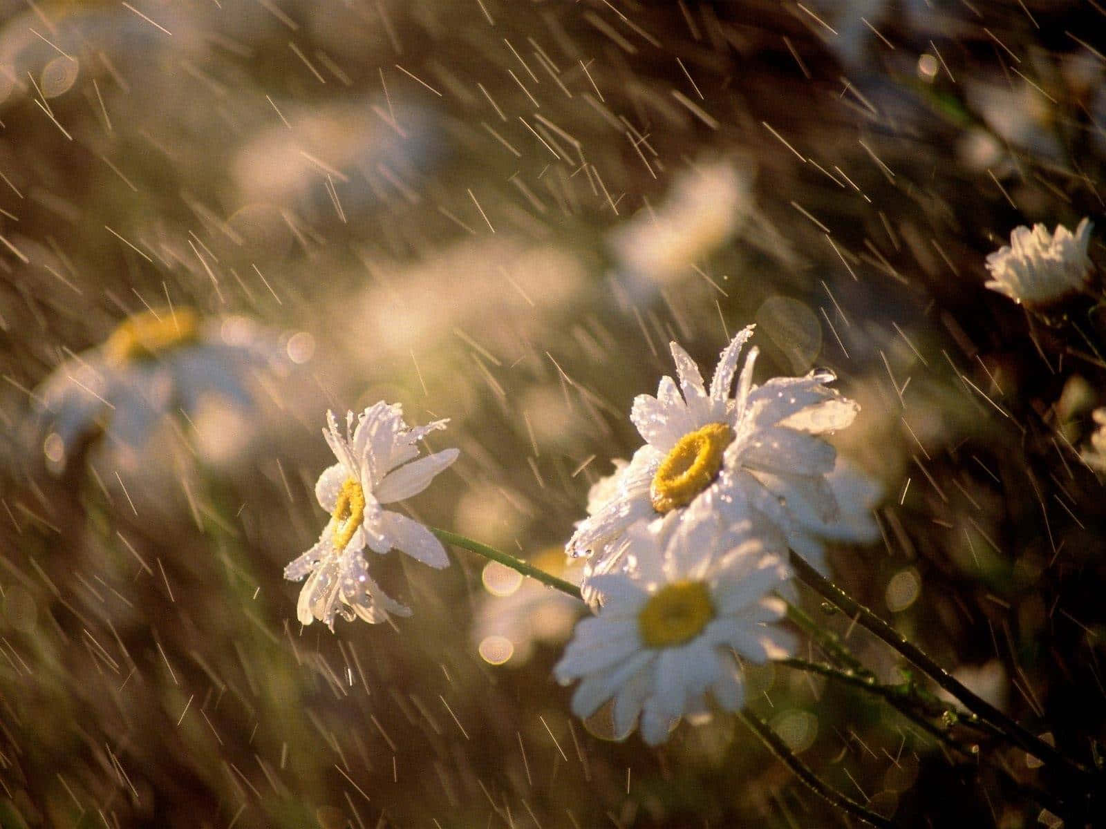 Spring Rain, lush green forest path, white daisies, HD Desktop Wallpaper