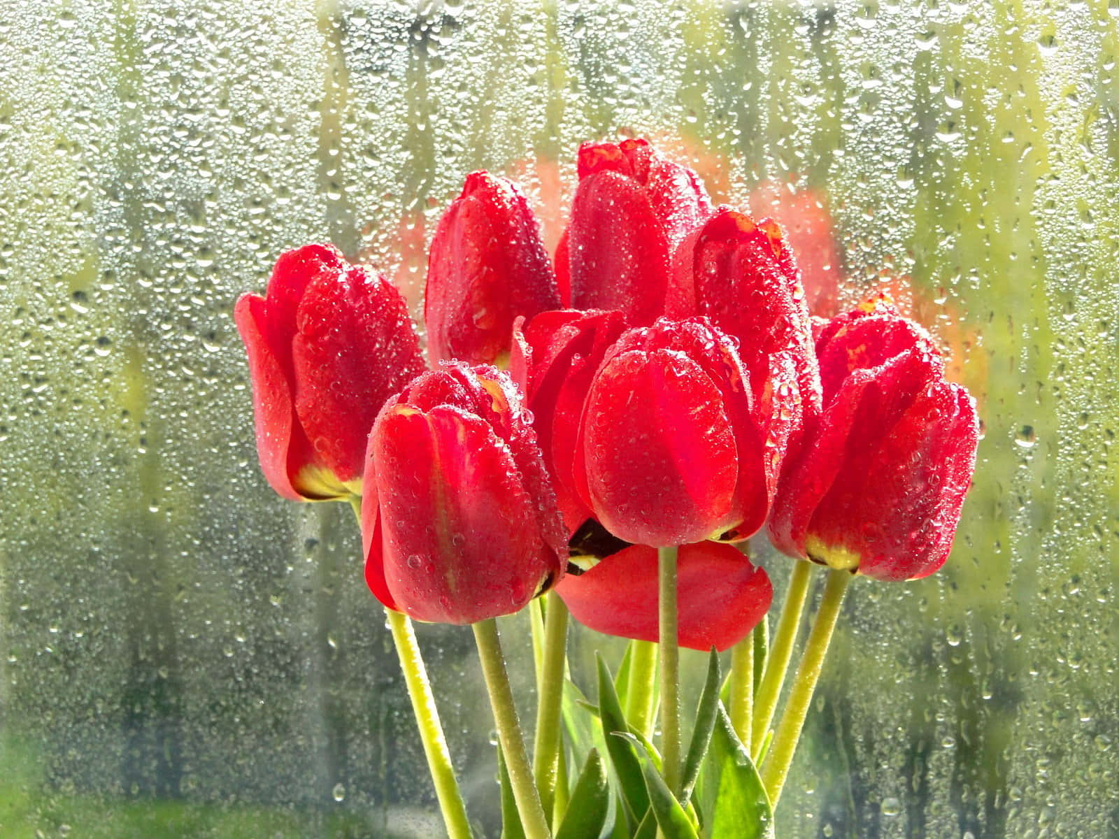 spring rain, 1600 x 1200 wallpaper, vibrant red tulips, HD Desktop Wallpaper
