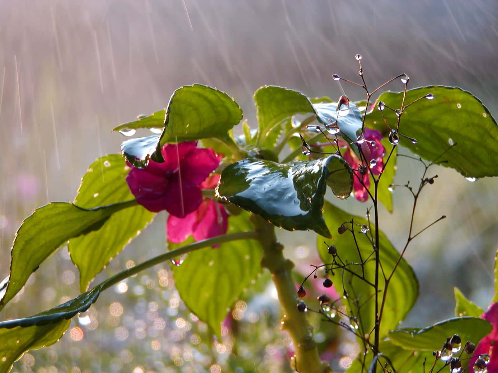 Spring Rain, 1600 x 1200, lush forest, HD Desktop Wallpaper