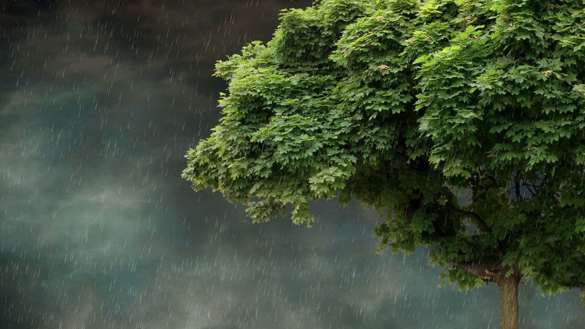 Spring Rain, lush green tree, heavy rain, Full HD Desktop Wallpaper