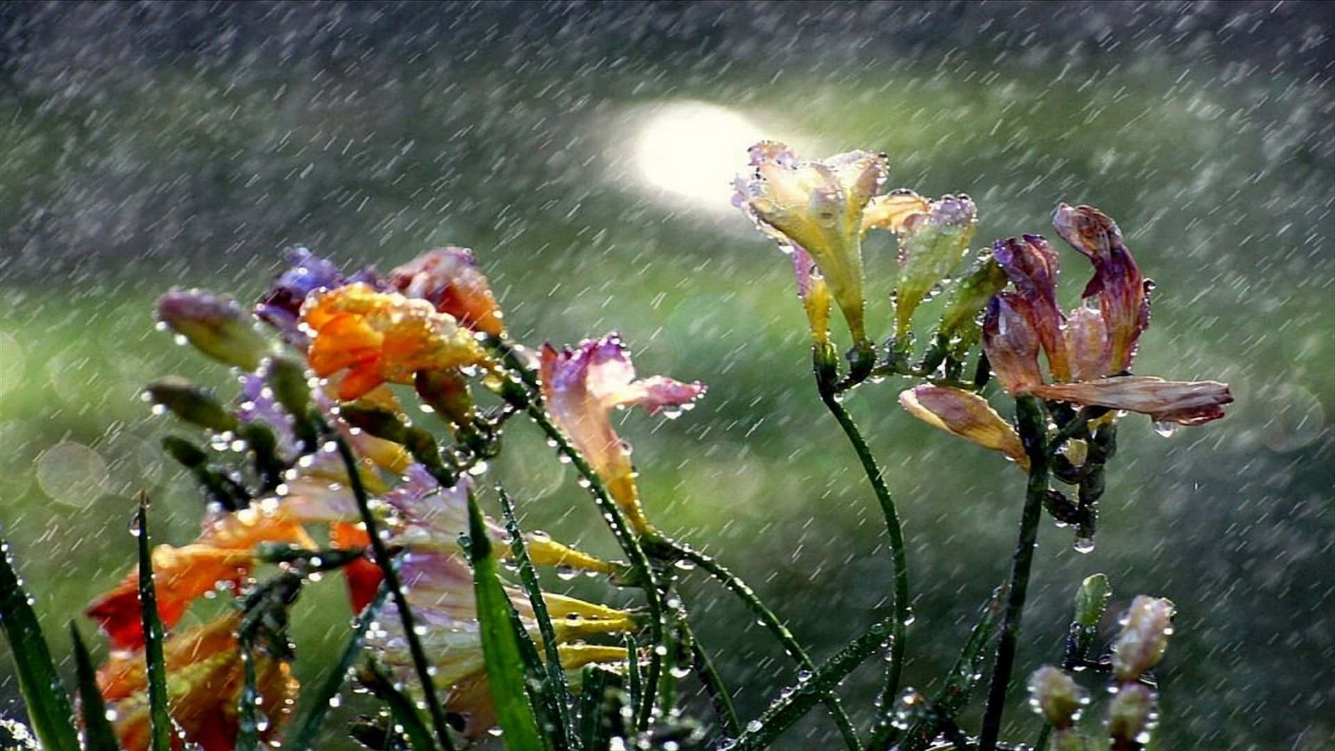 Spring Rain, 1920 x 1080, vibrant orange, Full HD Desktop Wallpaper