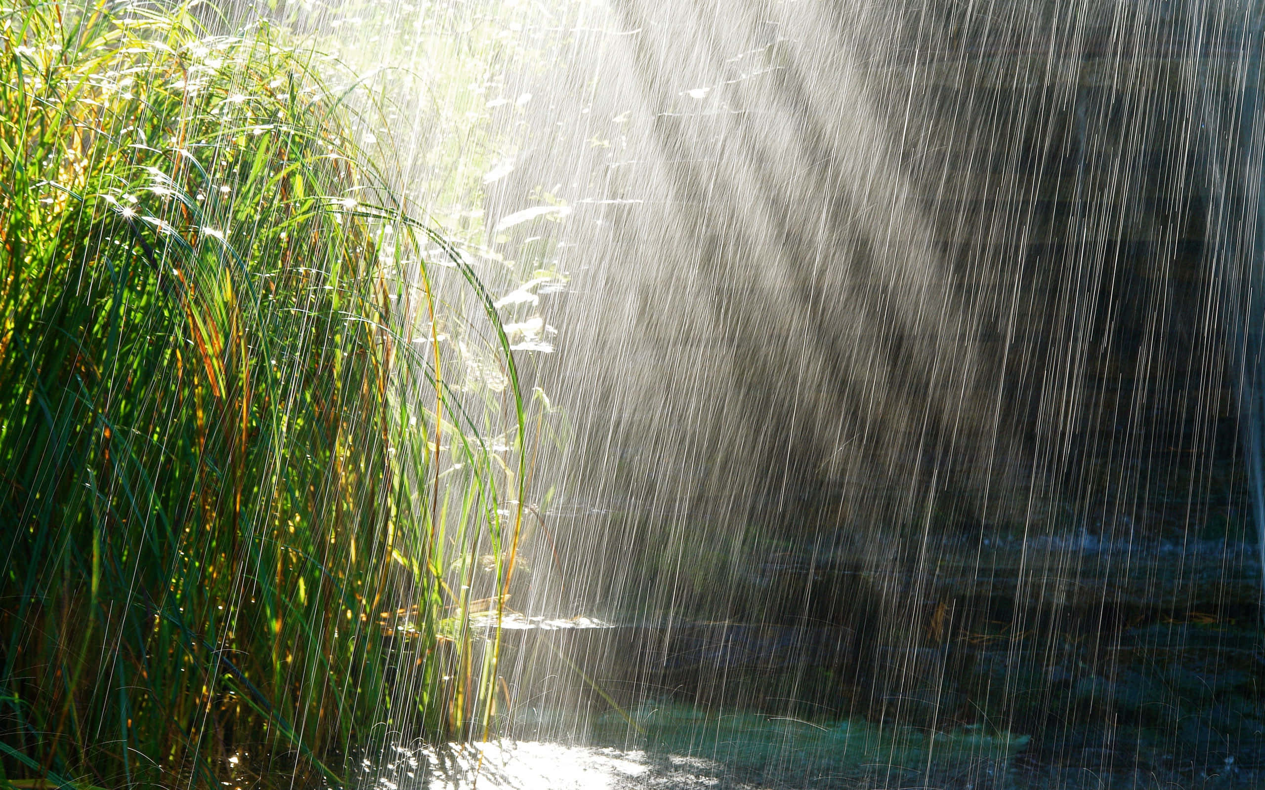 spring rain, vibrant green fields, plush foliage, 2K Desktop Wallpaper