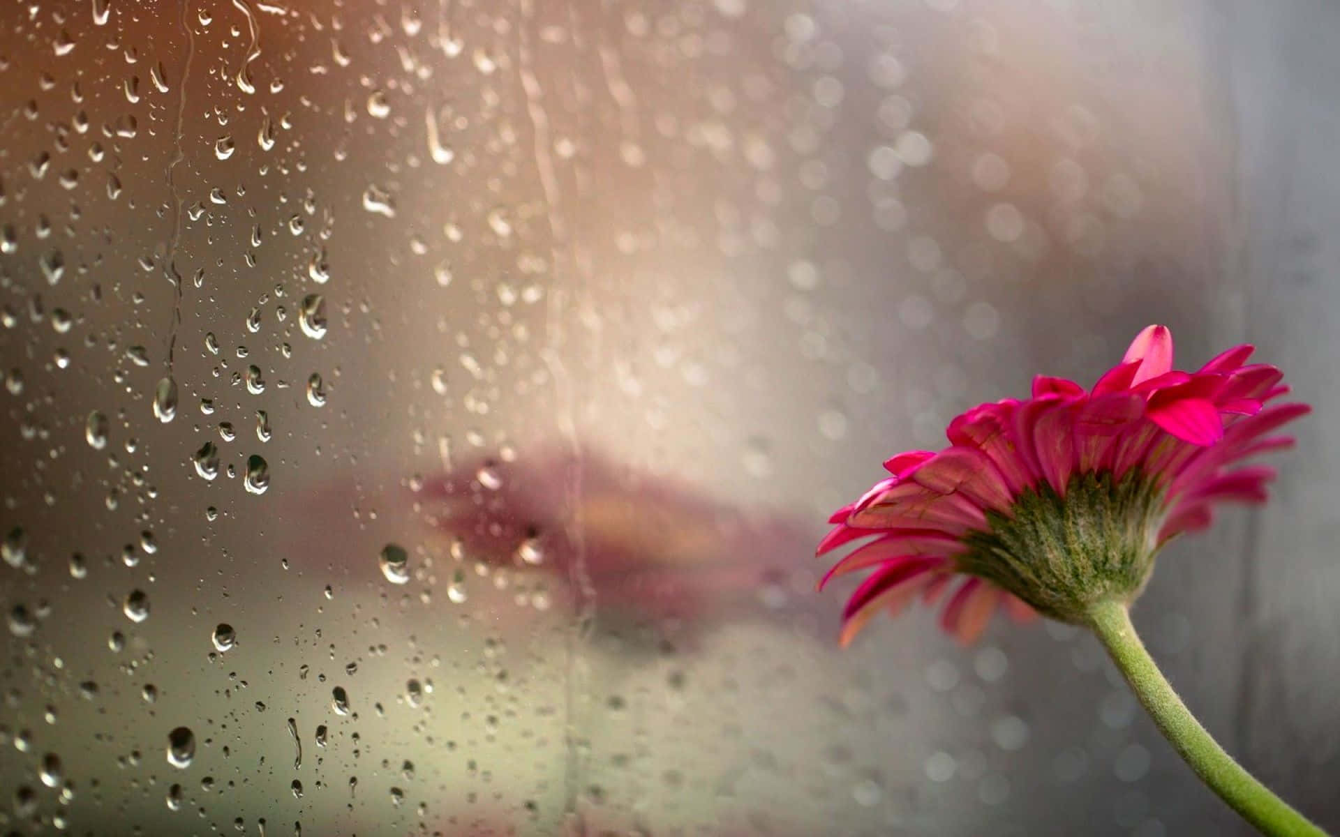 Spring Rain, pink gerbera daisy, rain-speckled window, Full HD Desktop Wallpaper