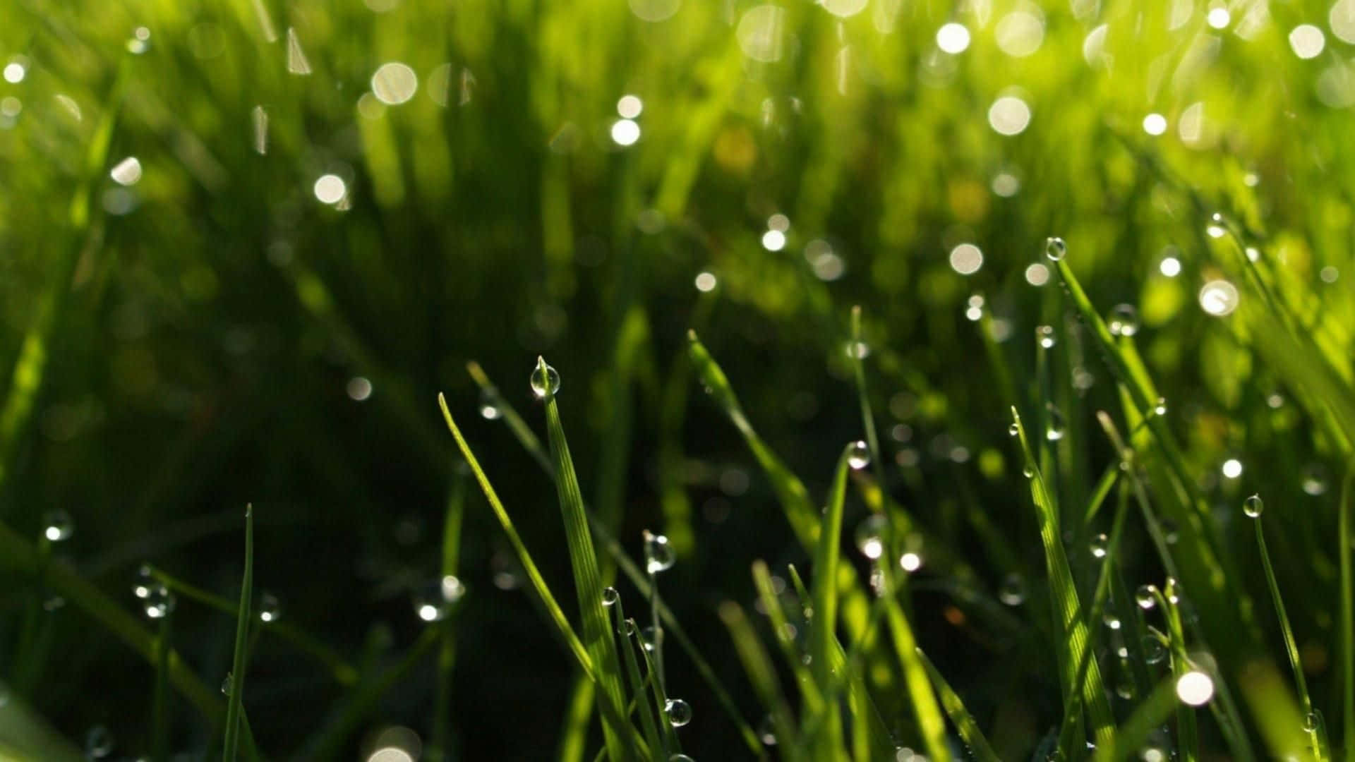 Spring Rain, 1920 x 1080, lush forest, Full HD Desktop Wallpaper