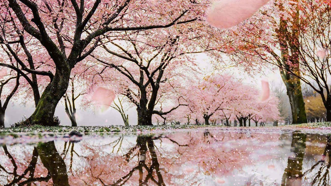 Spring Rain, pink cherry blossoms, dark trees, HD Desktop Wallpaper