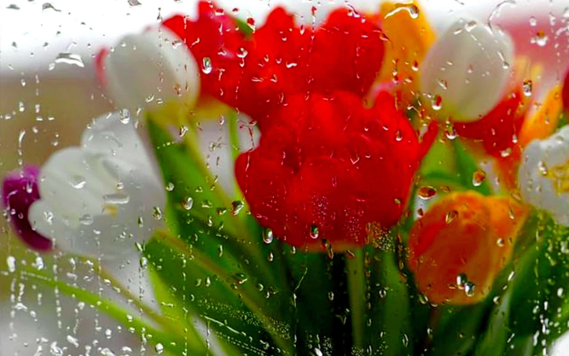 Spring Rain, tulips, rain-speckled window, Full HD Desktop Wallpaper
