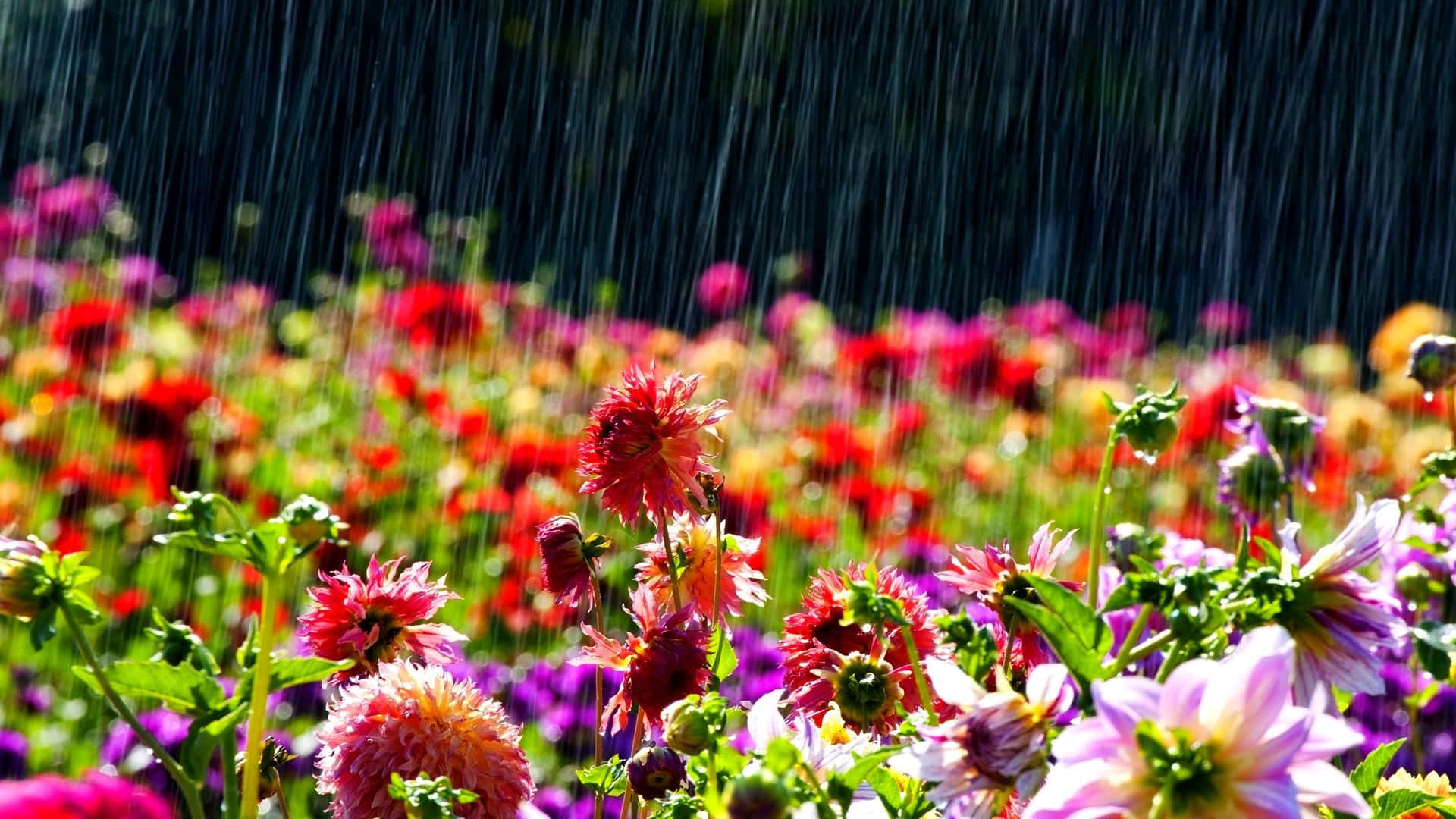 spring rain, 1920 x 1080, dahlia flowers, Full HD Desktop Wallpaper
